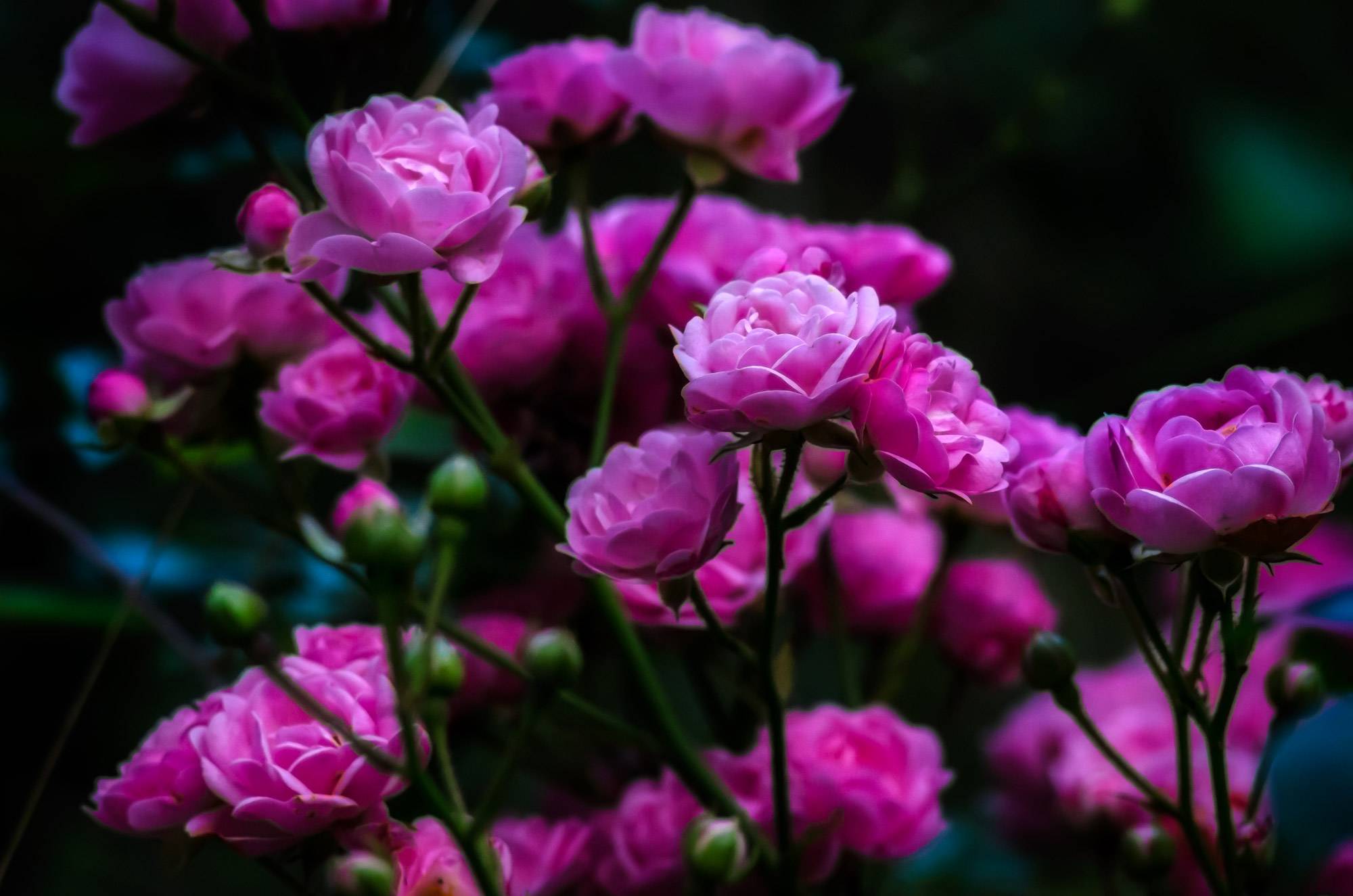 Wallpapers bouquet of pink roses rose flowers on the desktop