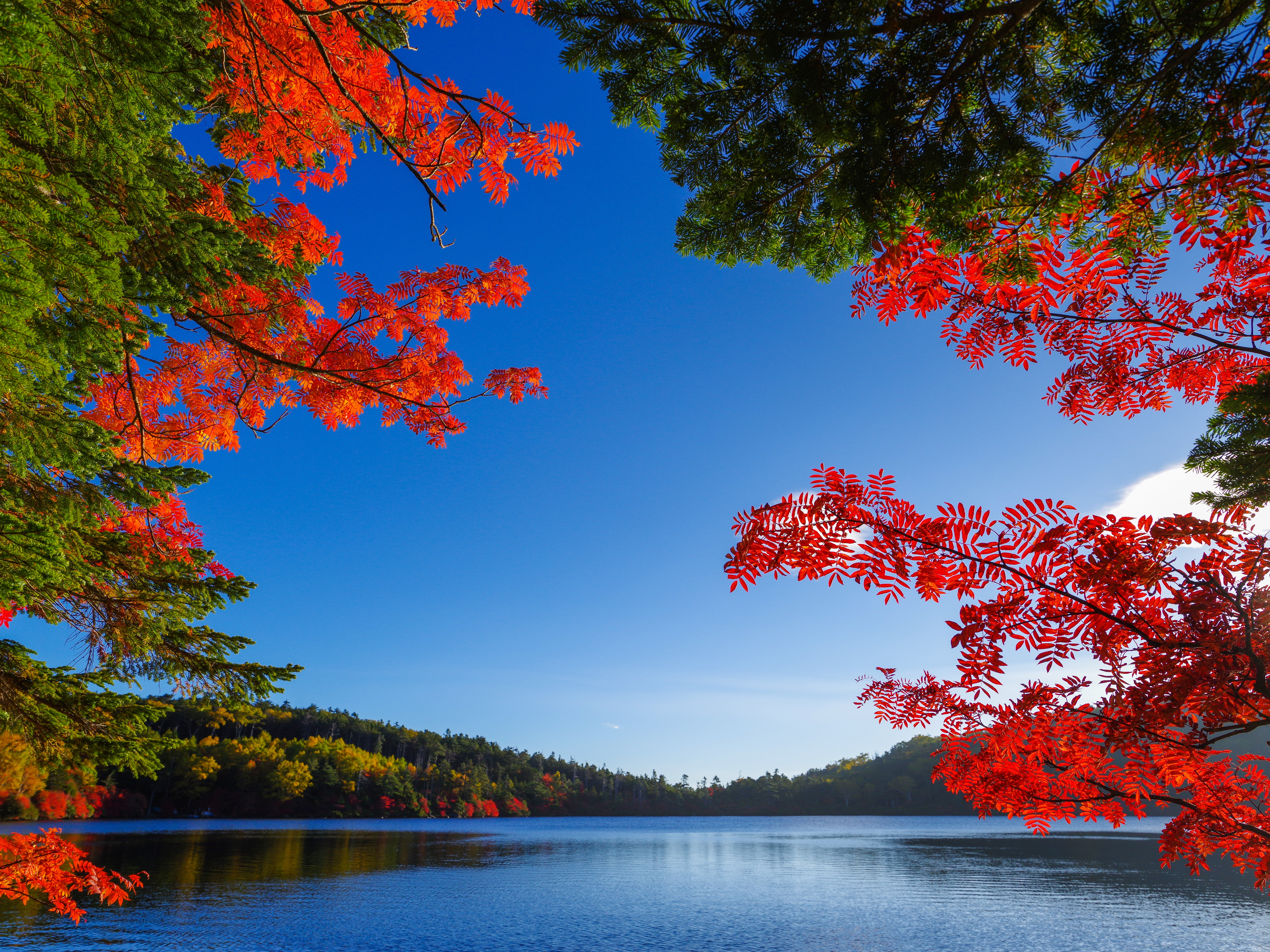 Обои осень озеро красные листья на рабочий стол