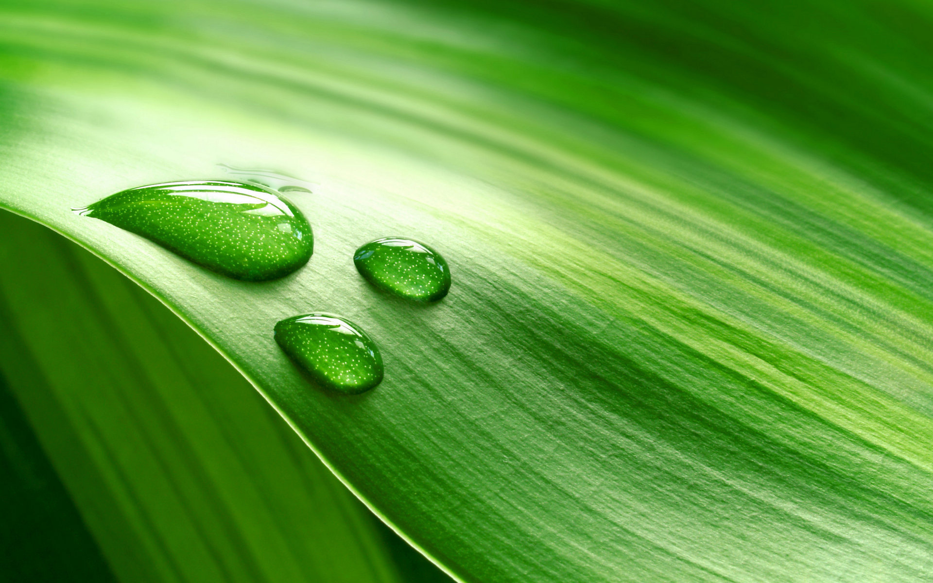 Wallpapers water veins leaf on the desktop