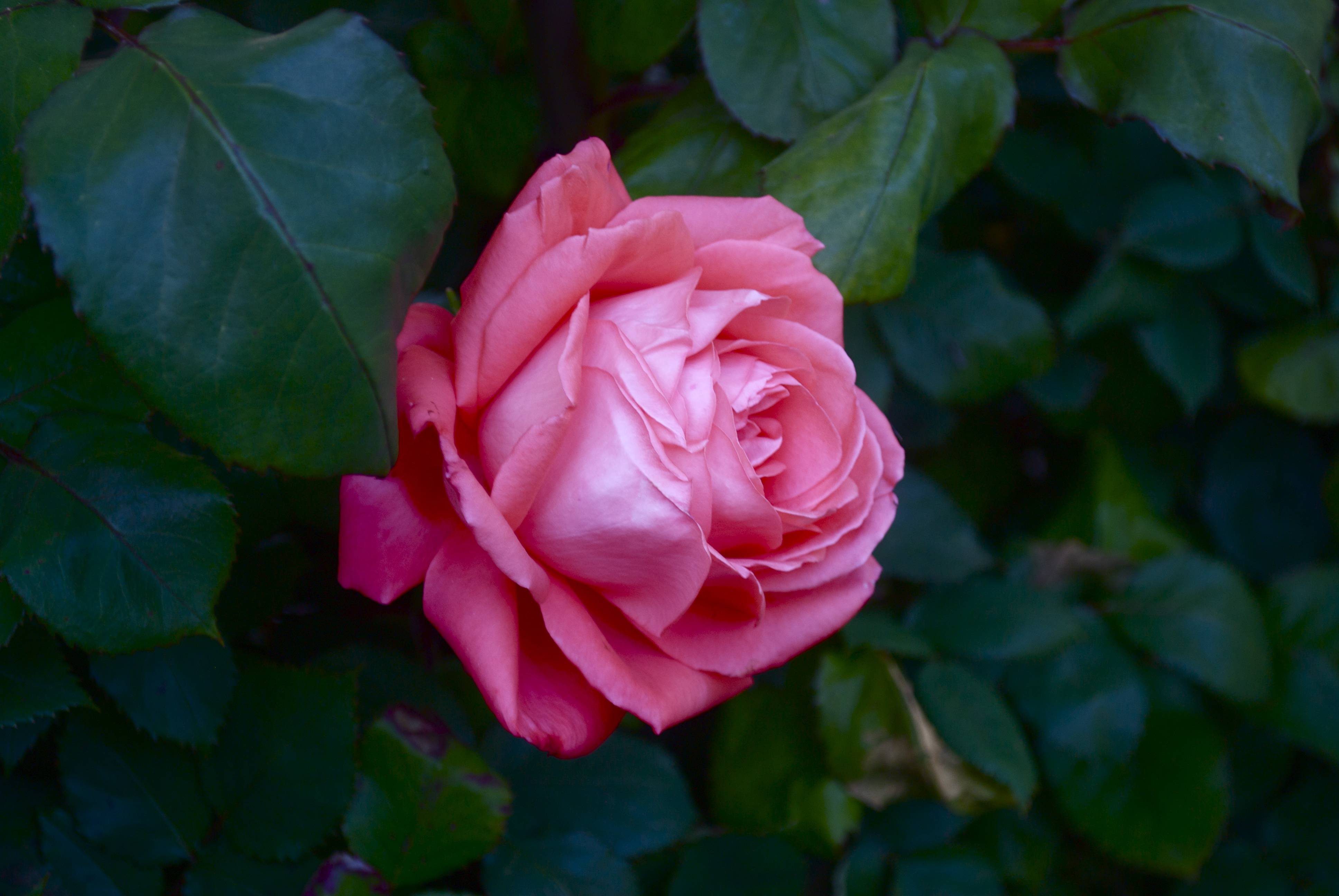 Wallpapers lonely rose roses rose on the desktop