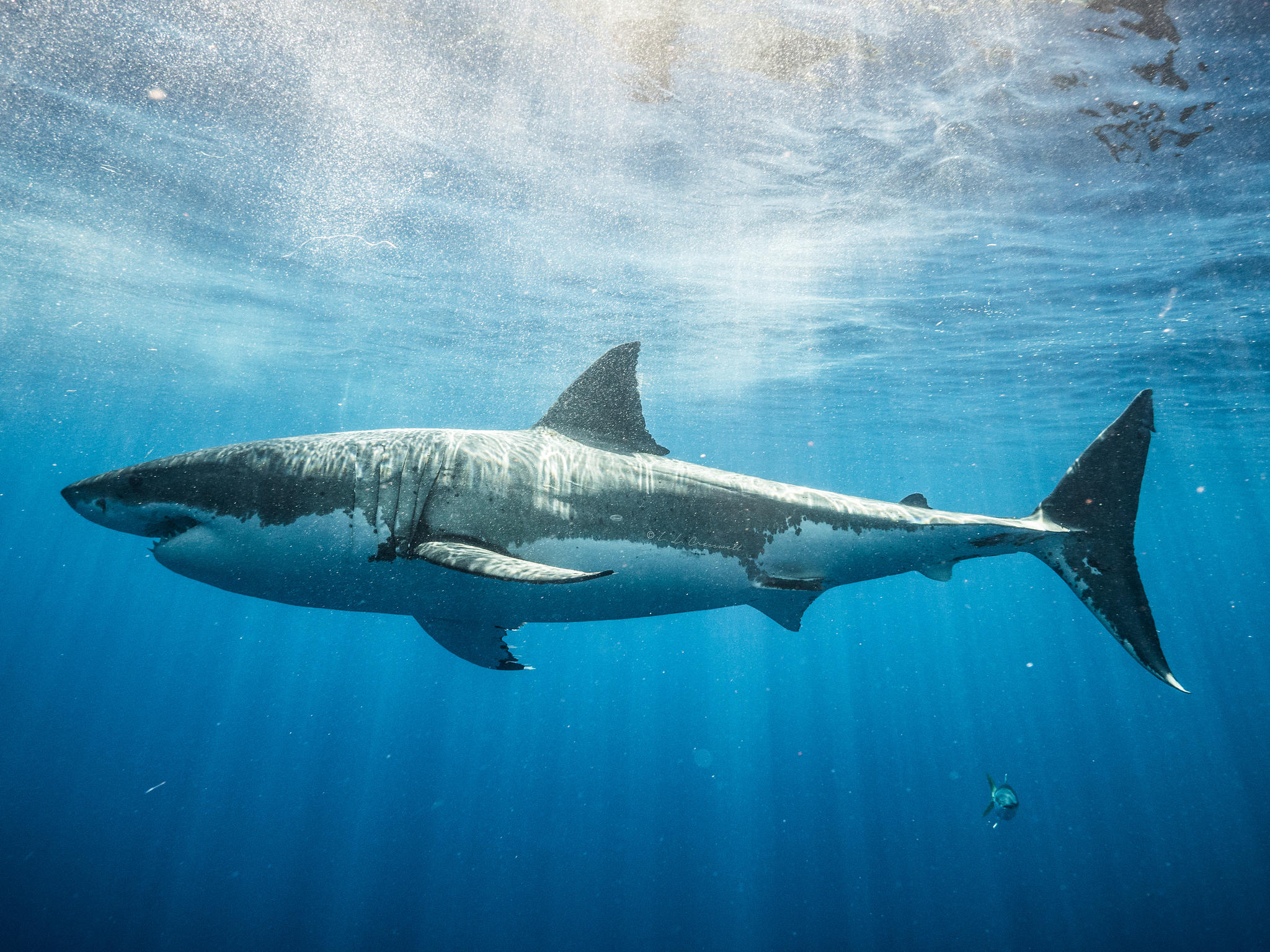 Free photo Screensaver sea, sharks on android