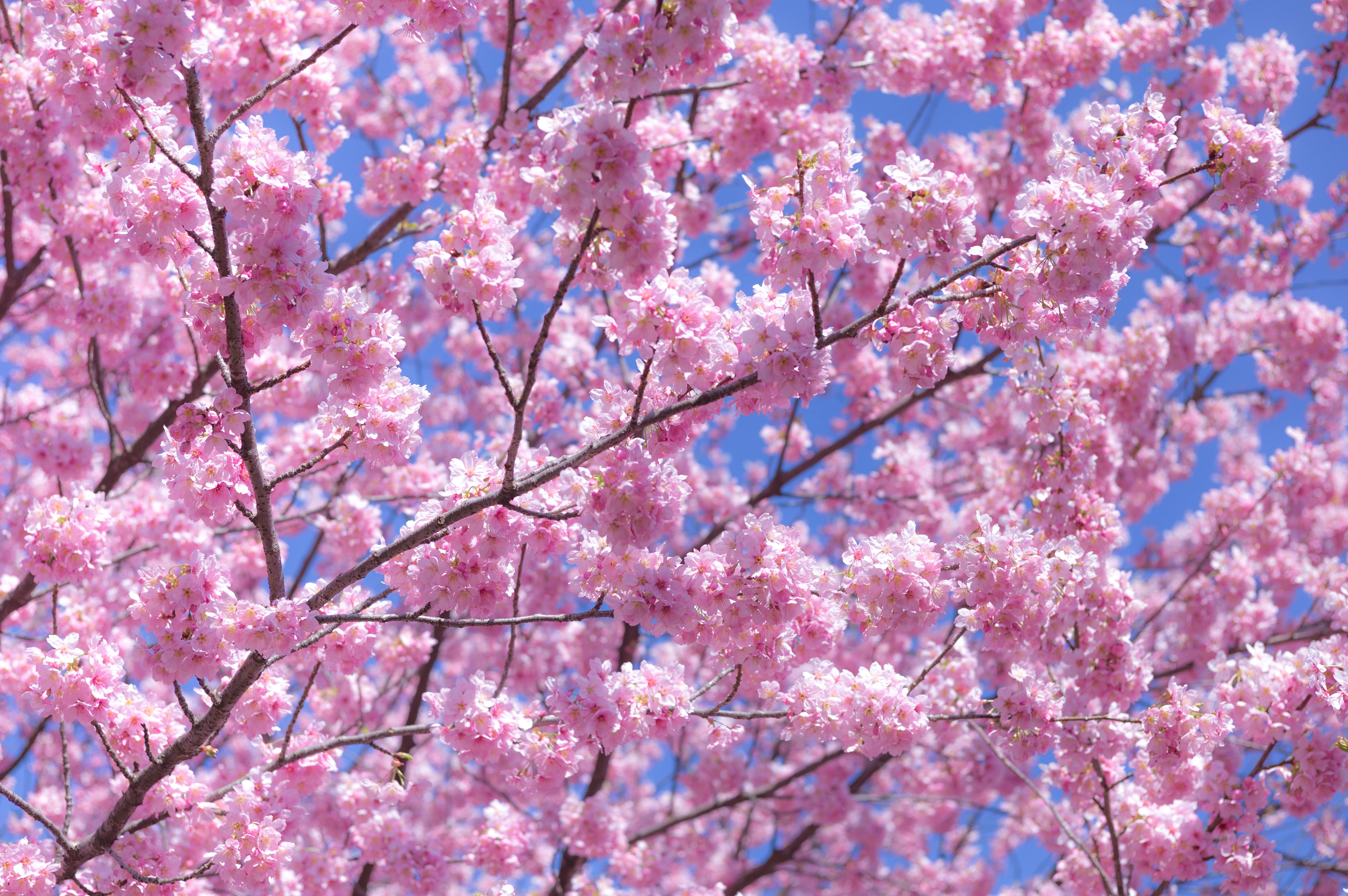 Wallpapers flowers branch the flowering on the desktop