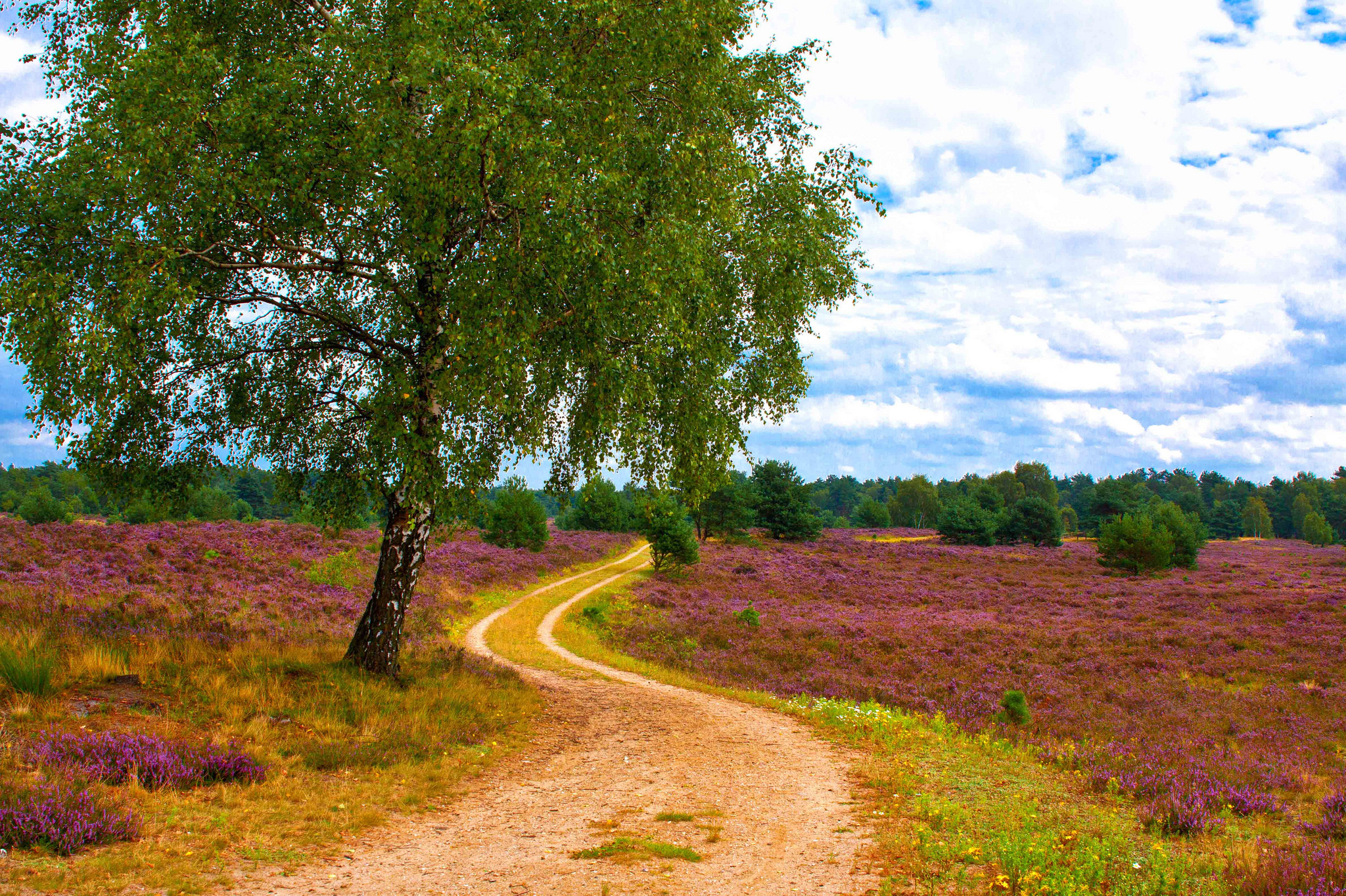 Wallpapers gravel road village road tree on the desktop