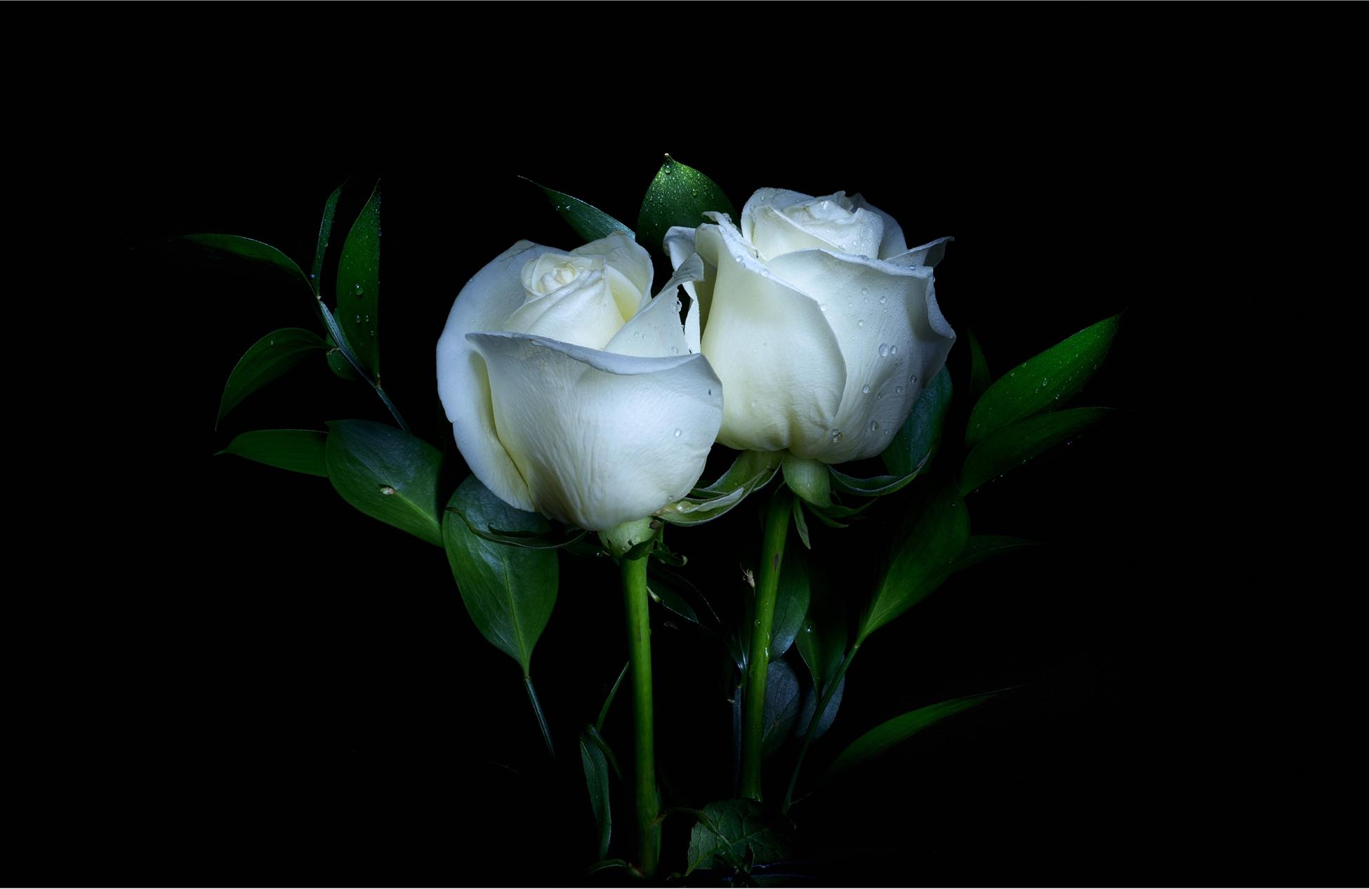 Wallpapers flora white flowers white roses on the desktop