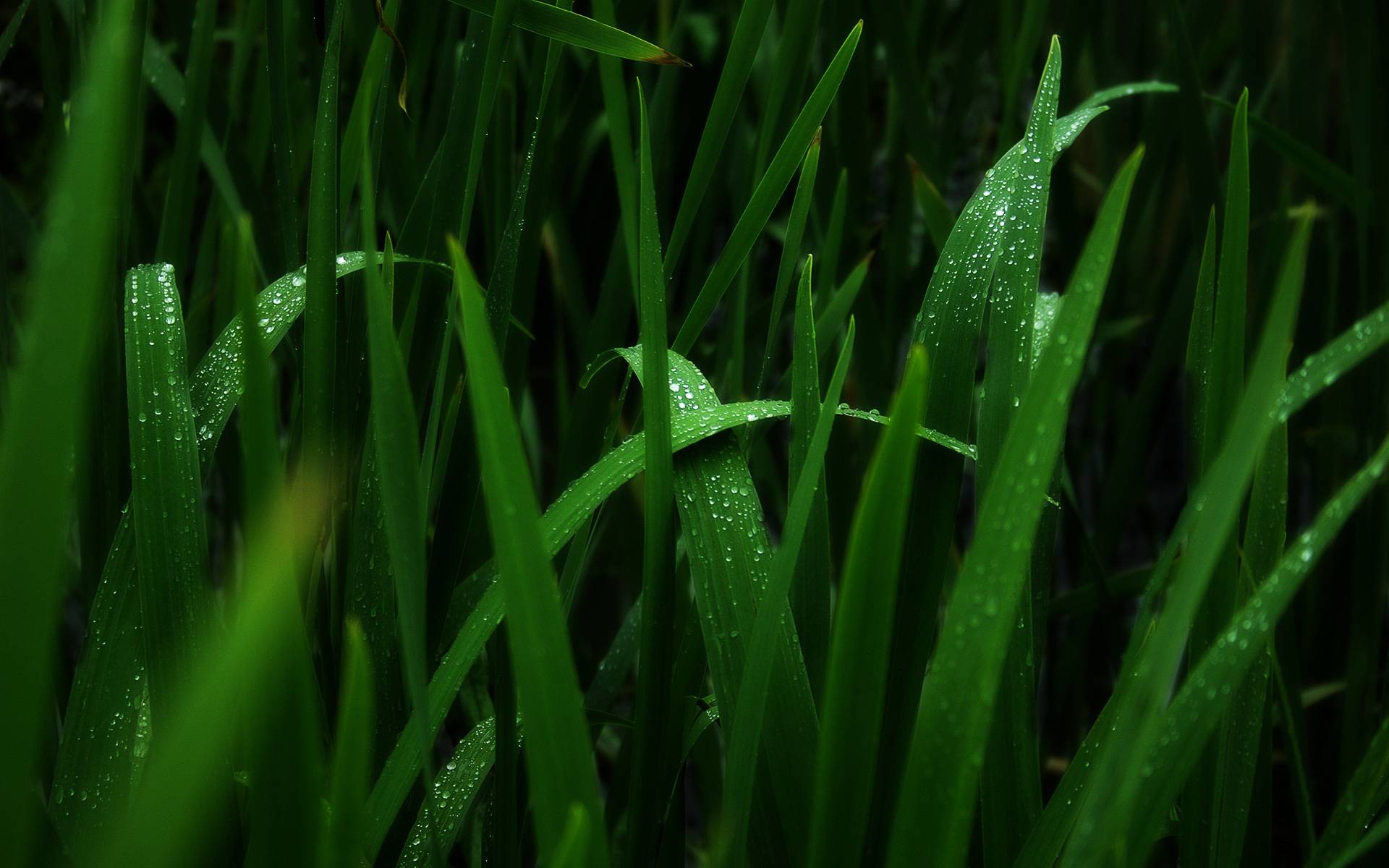 桌面上的壁纸露珠 草地 菜蔬