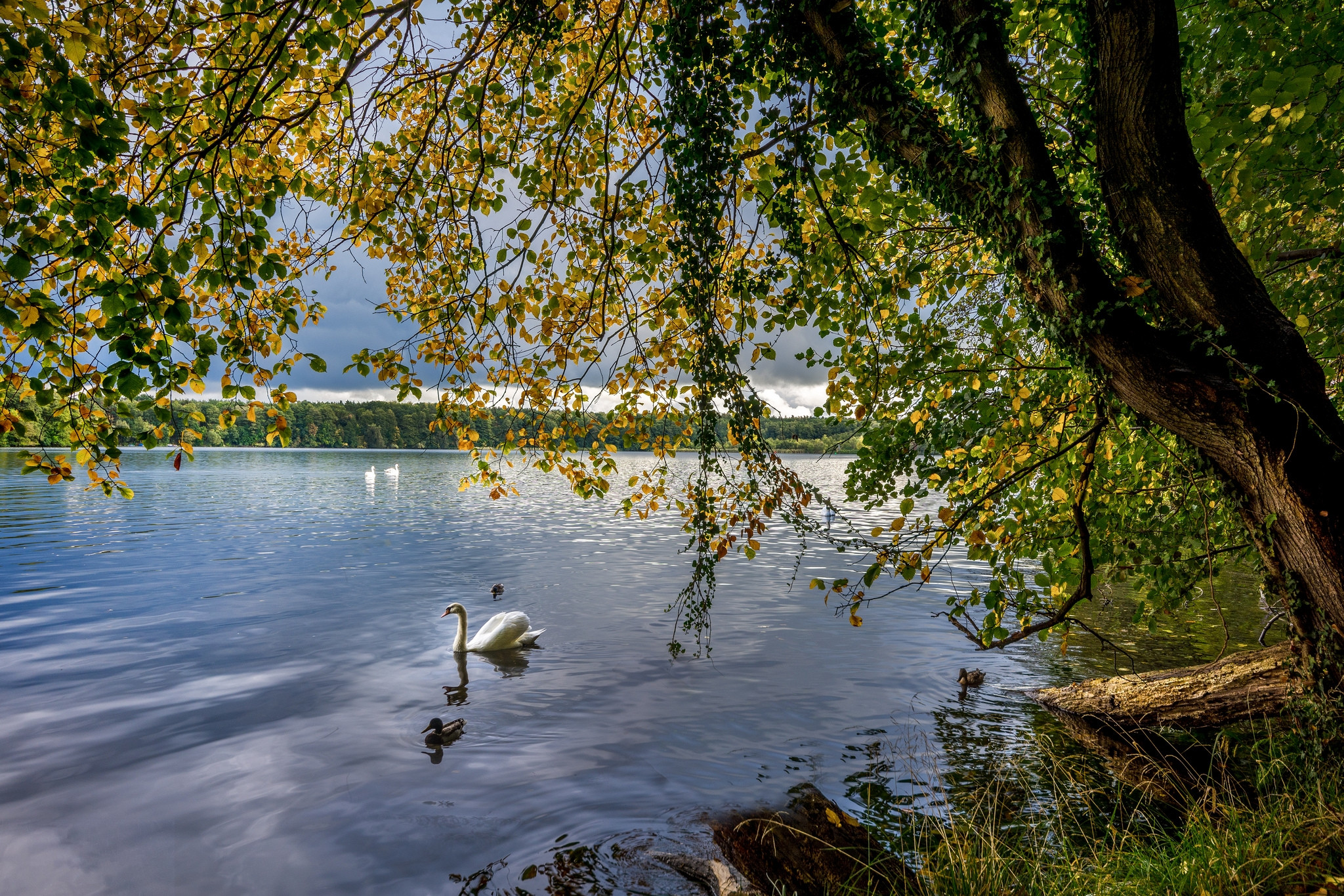 Wallpapers swans autumn river on the desktop