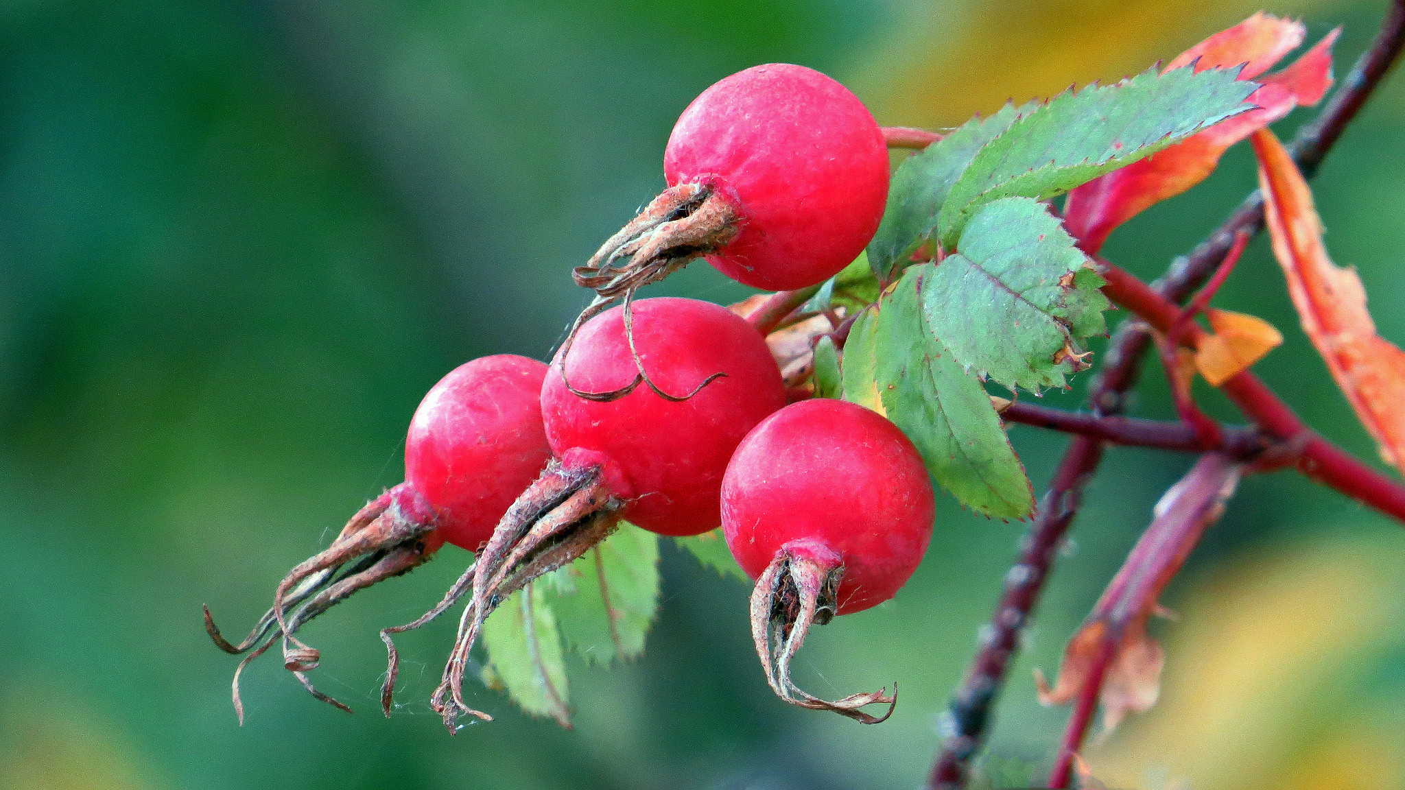 Wallpapers branch berries fruit on the desktop