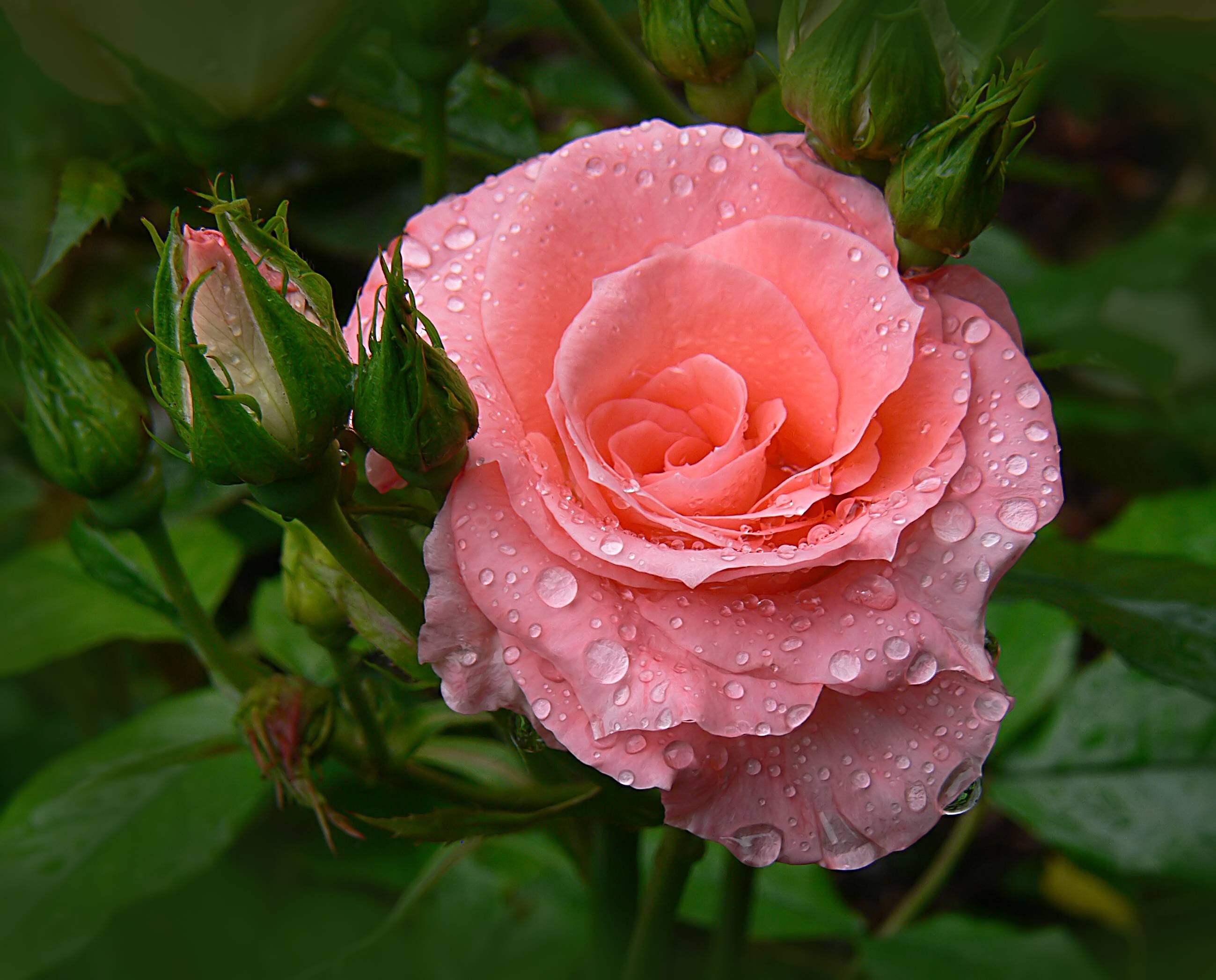 Wallpapers rose buds drops of dew flora on the desktop