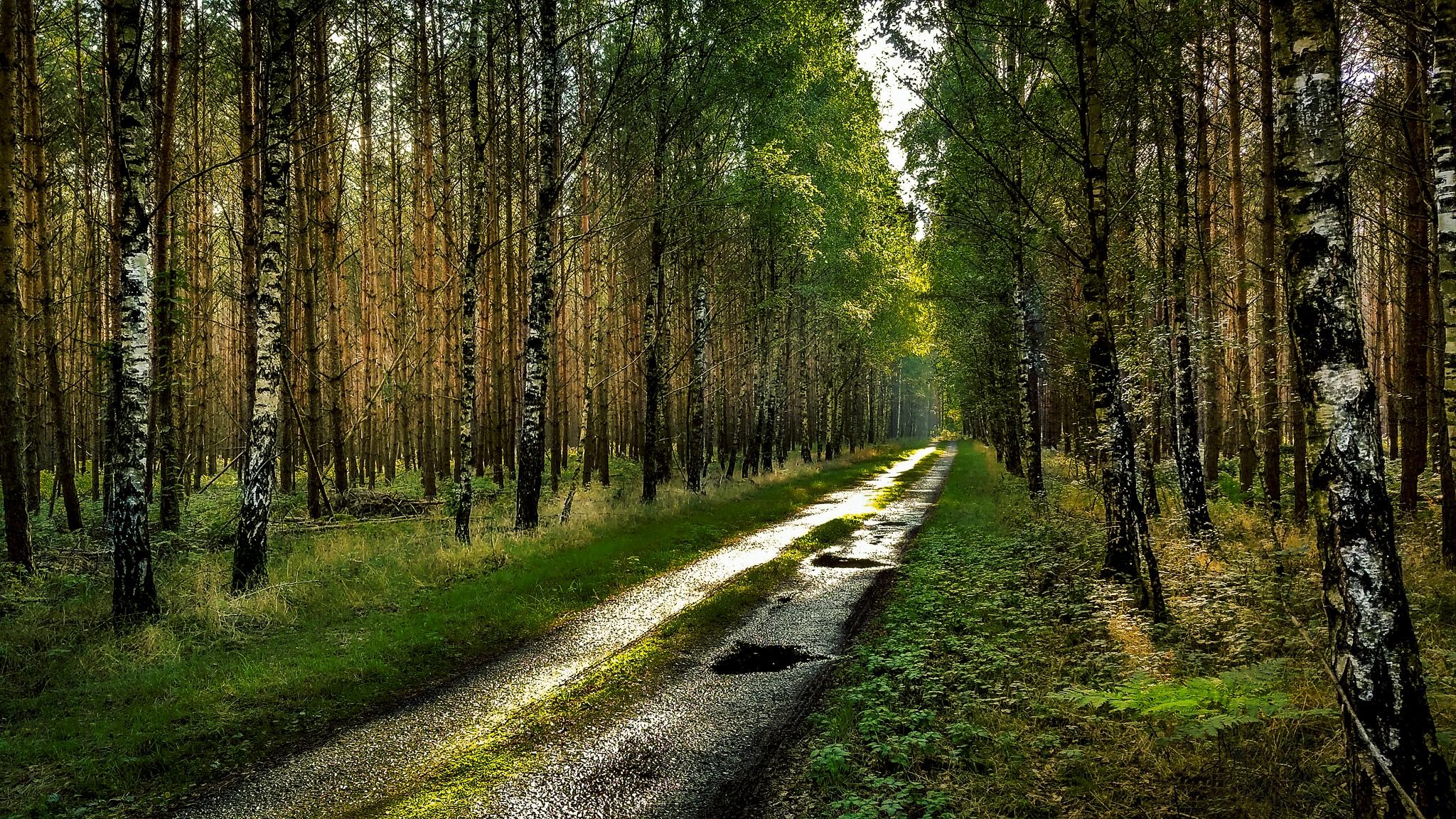 Обои дорога по лесу дорога в лесу лесной путь на рабочий стол