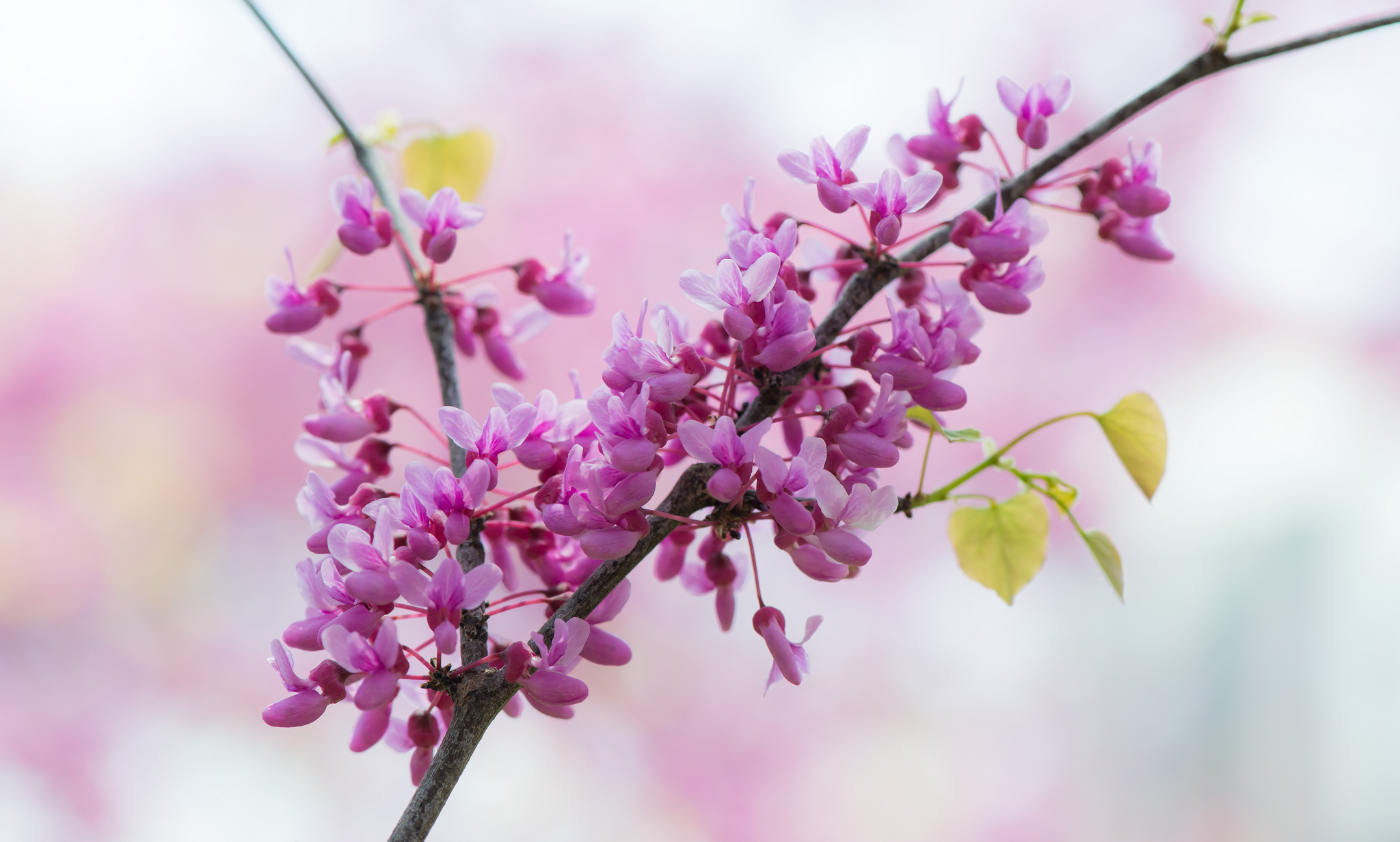 Wallpapers the flowering flora sakura on the desktop