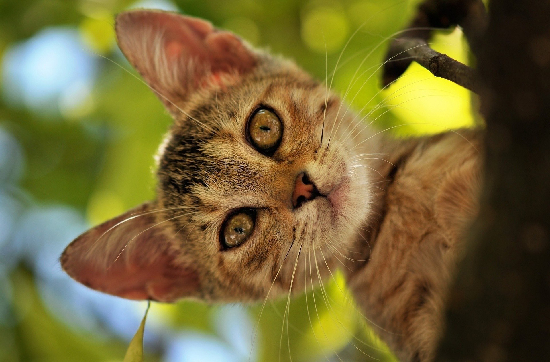 Wallpapers cat tree forest on the desktop