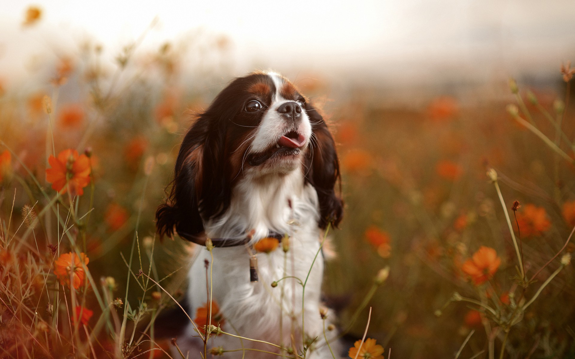 Wallpapers dog puppy mustache on the desktop