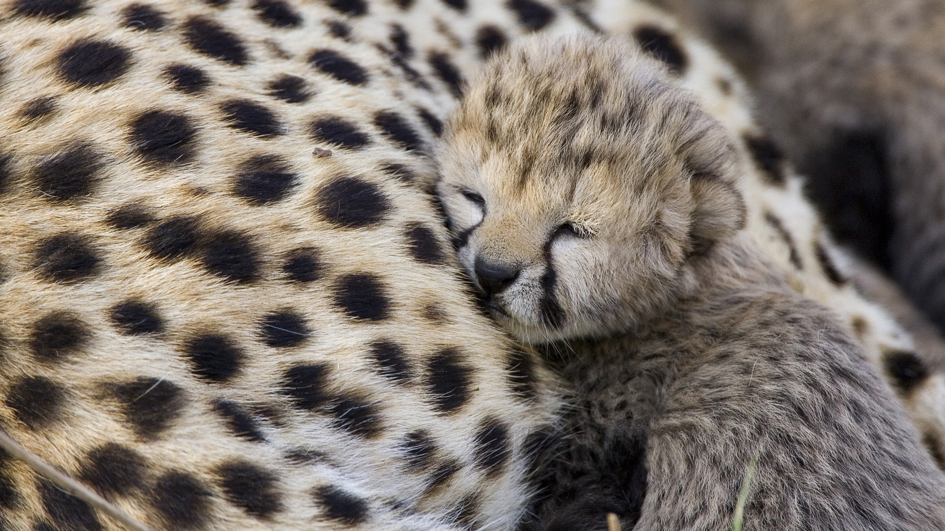 一只猎豹小猫在妈妈身上睡着了。