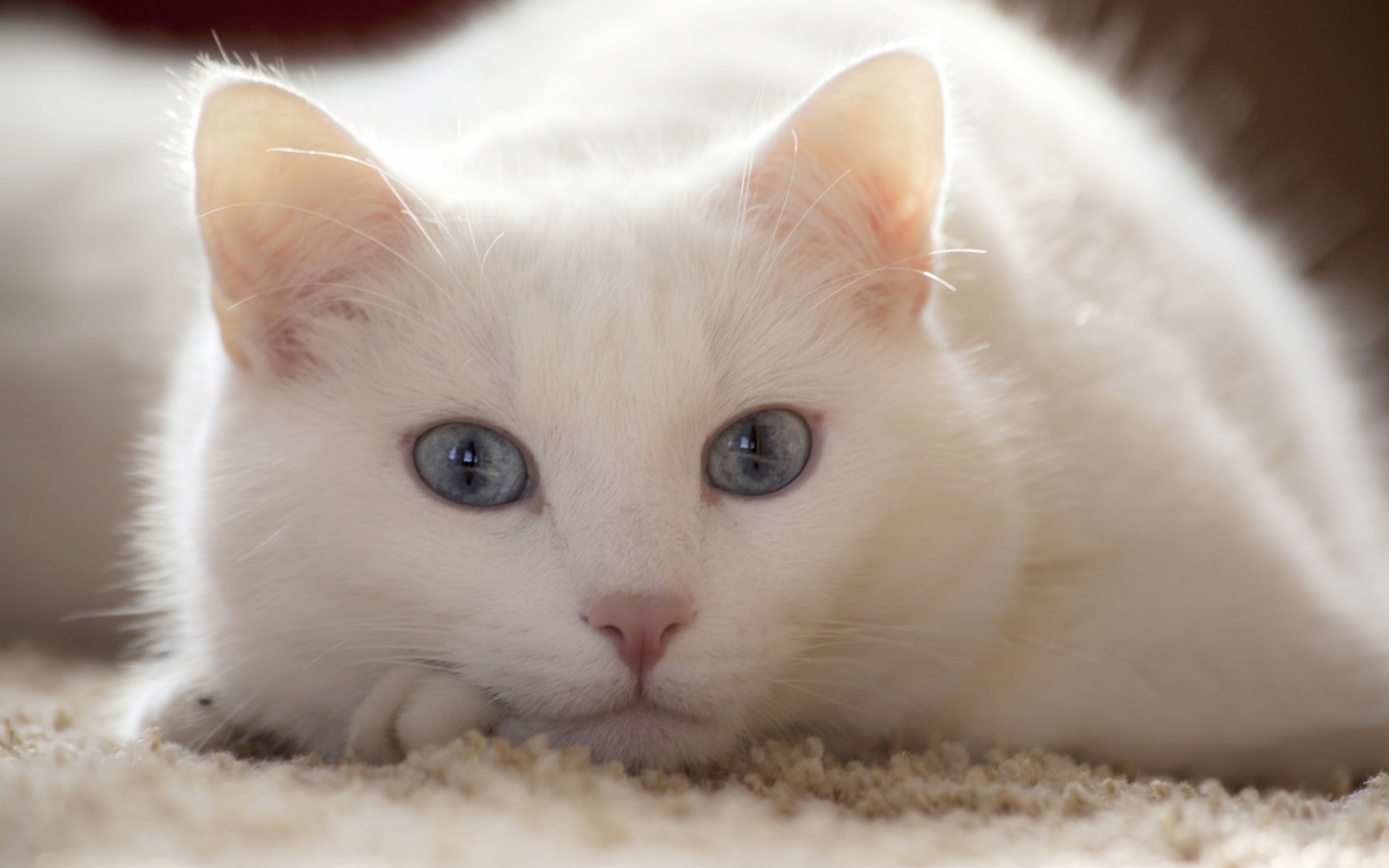 桌面上的壁纸白色 猫 蓝调