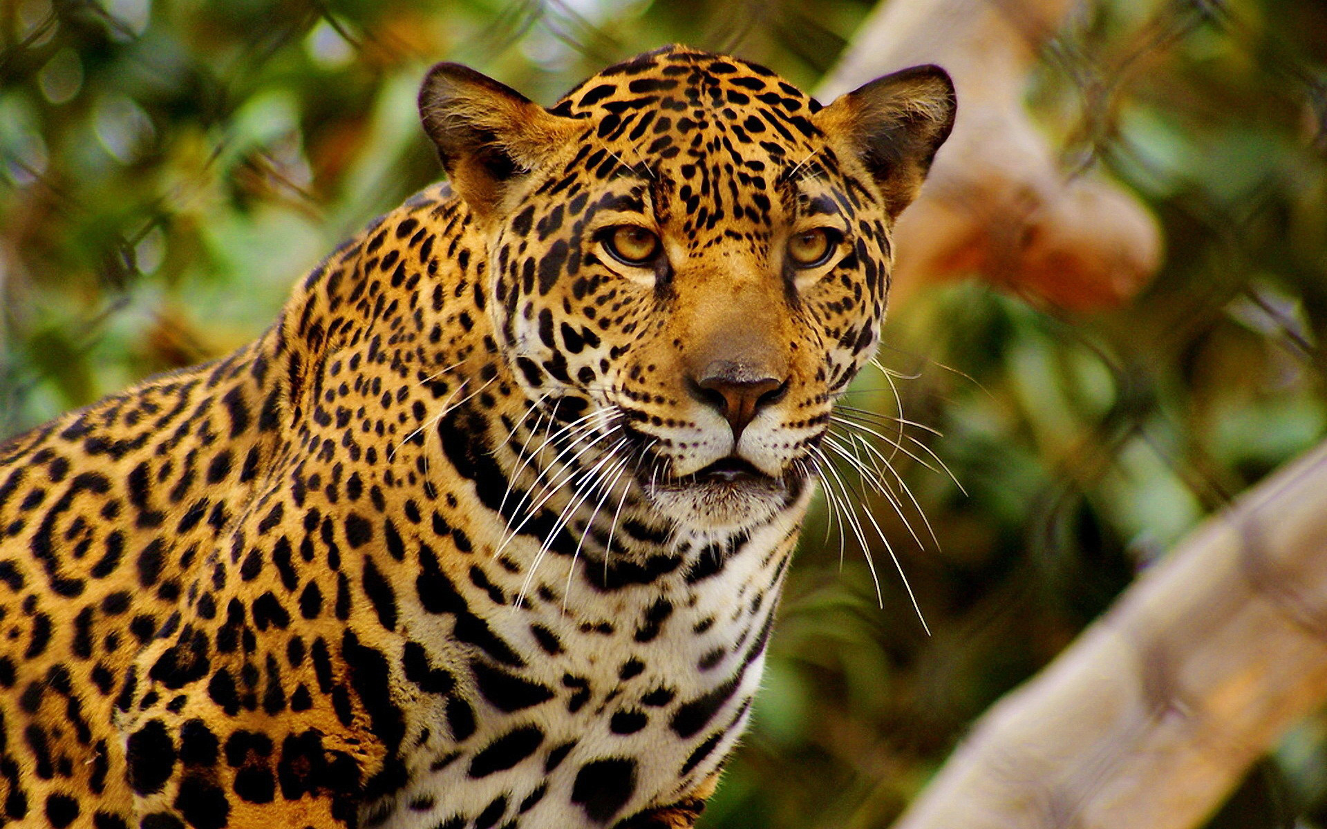 Wallpapers leopard view eyes on the desktop