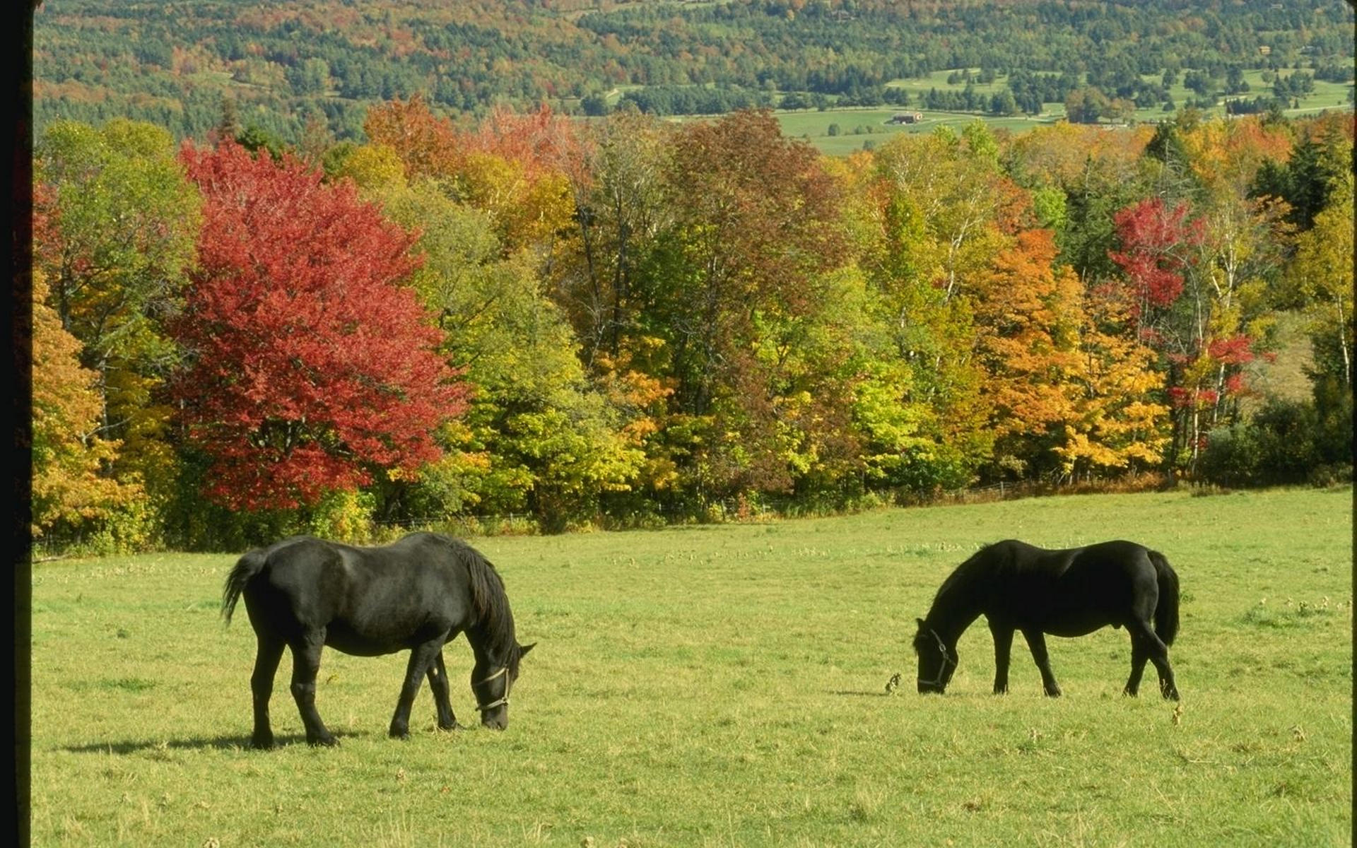 Wallpapers horses black manes on the desktop