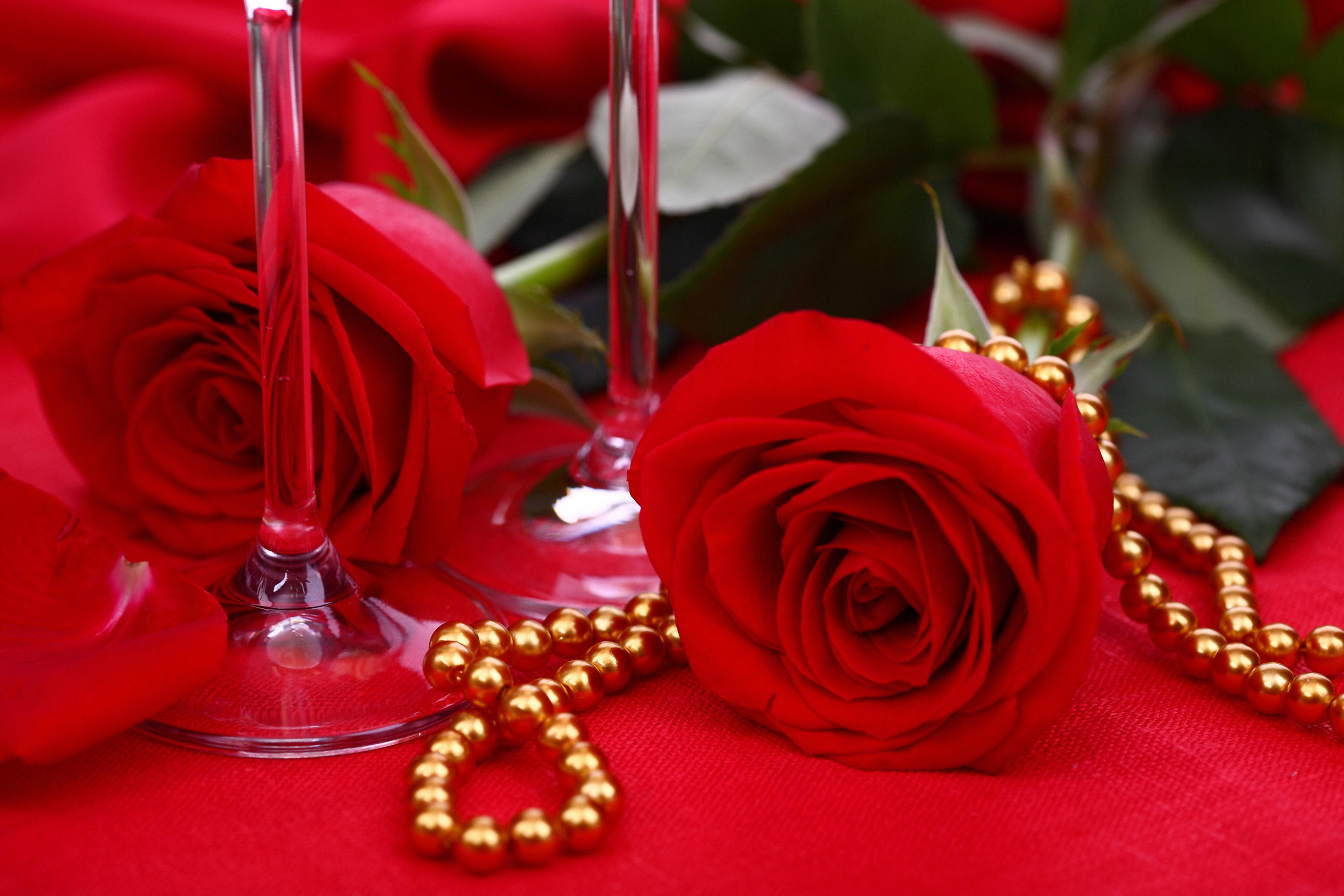Обои цветы цветок красные розы на рабочий стол