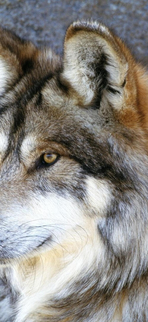 Обои волк взгляд каменная стена на рабочий стол