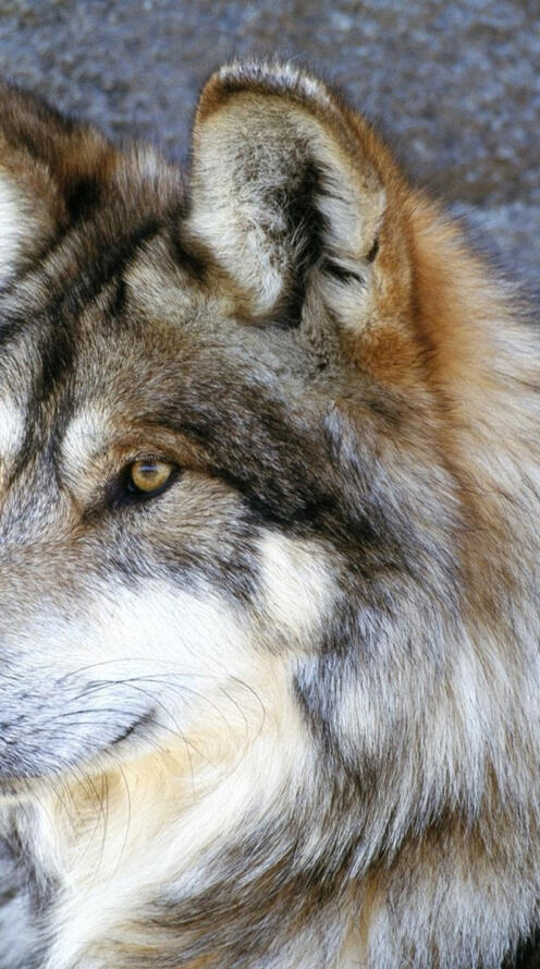 Обои волк взгляд каменная стена на рабочий стол