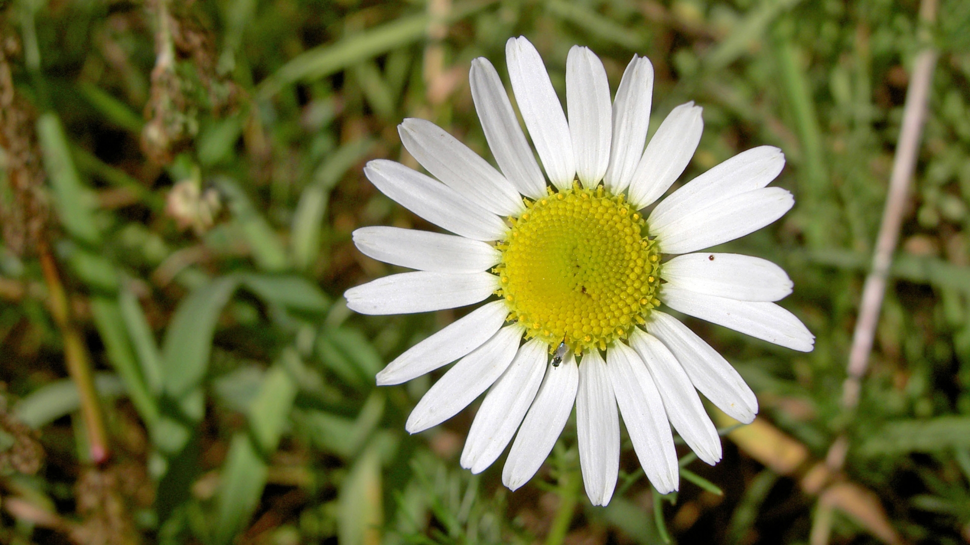 Free photo A lone daisy in the green grass