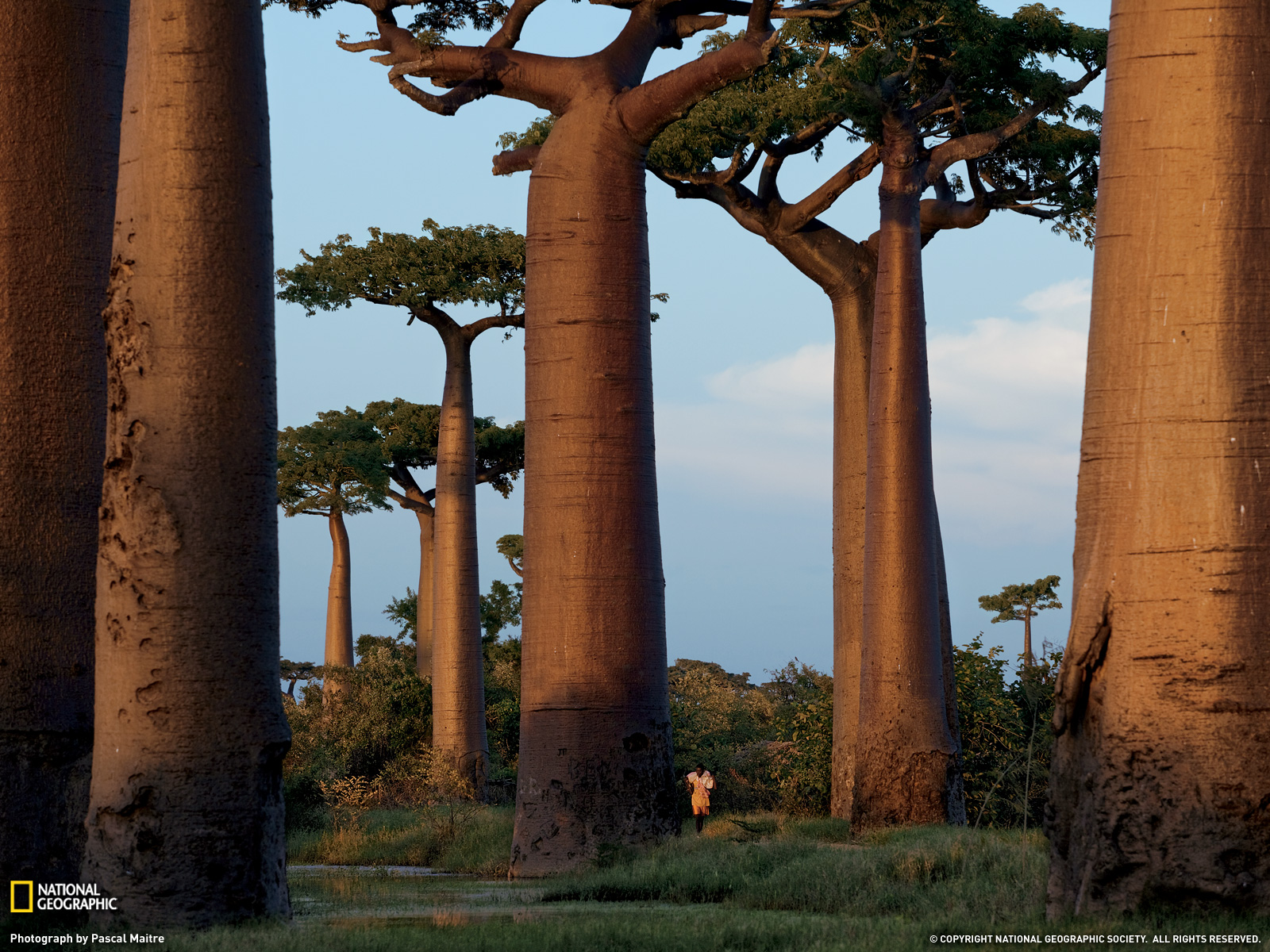 Wallpapers baobab man foliage on the desktop