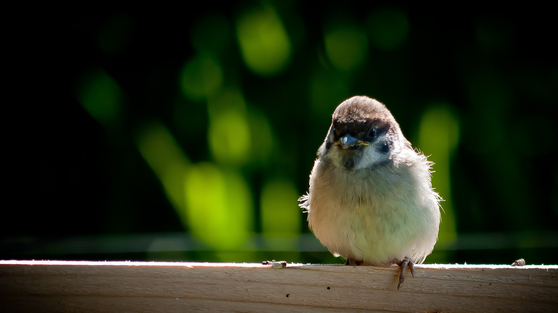 Wallpapers bird chick fence on the desktop