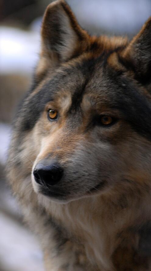 Обои волк взгляд морда на рабочий стол