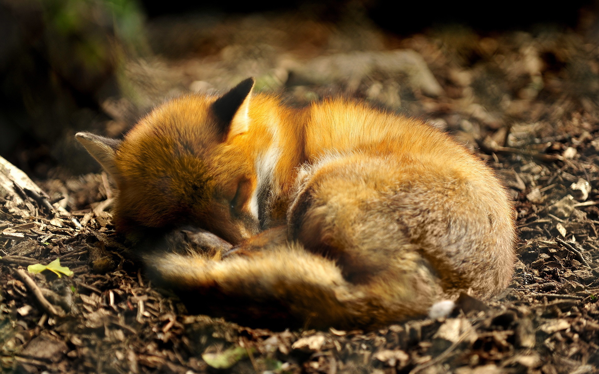 Wallpapers a fox a dream a lump land on the desktop