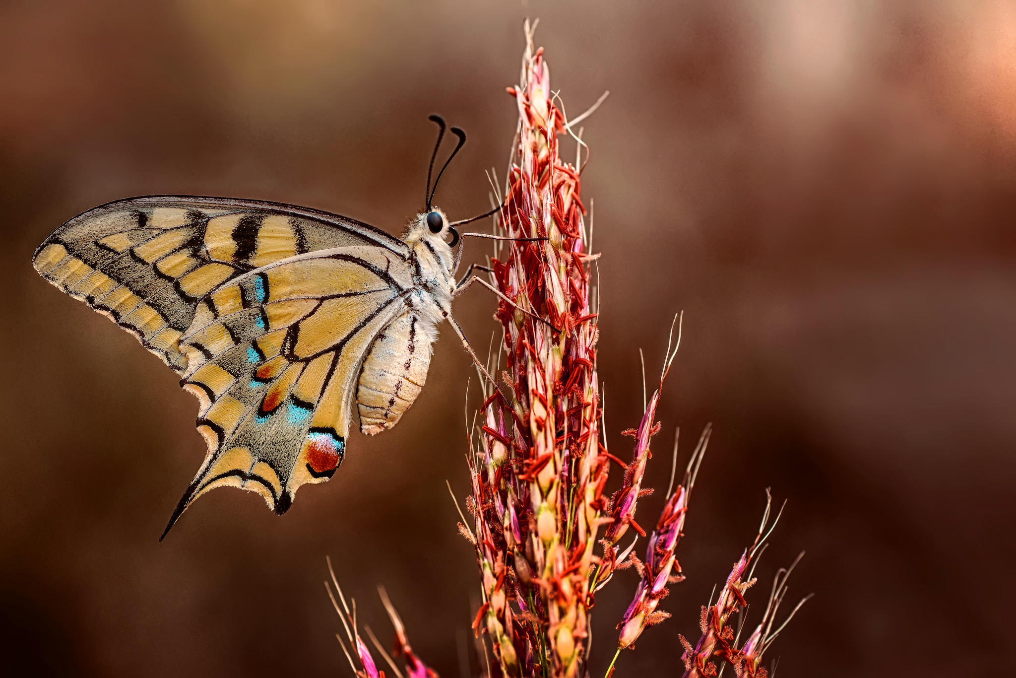 Wallpapers insects butterfly wings macro on the desktop