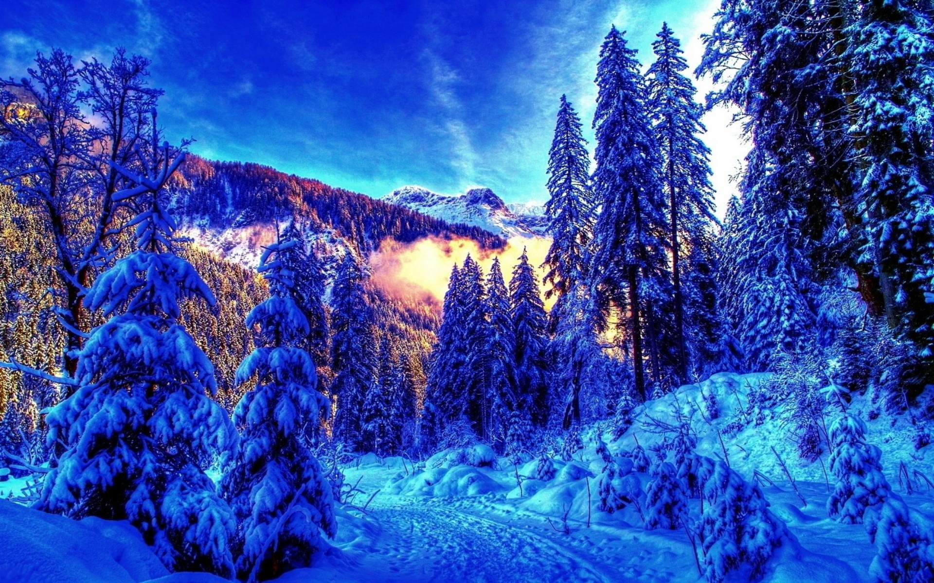 Wallpapers trees fir winter on the desktop