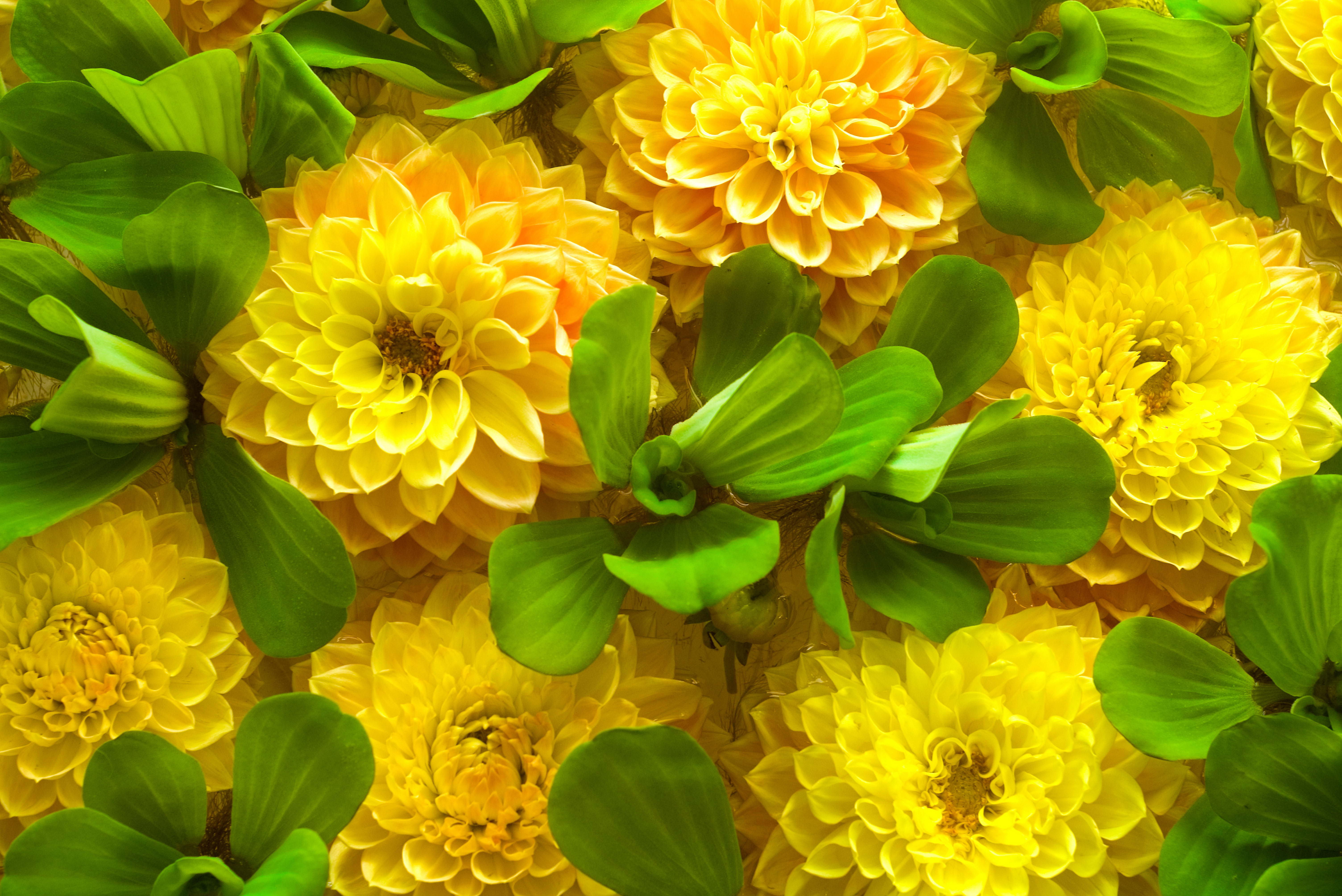 桌面上的壁纸菊花 鲜花 黄