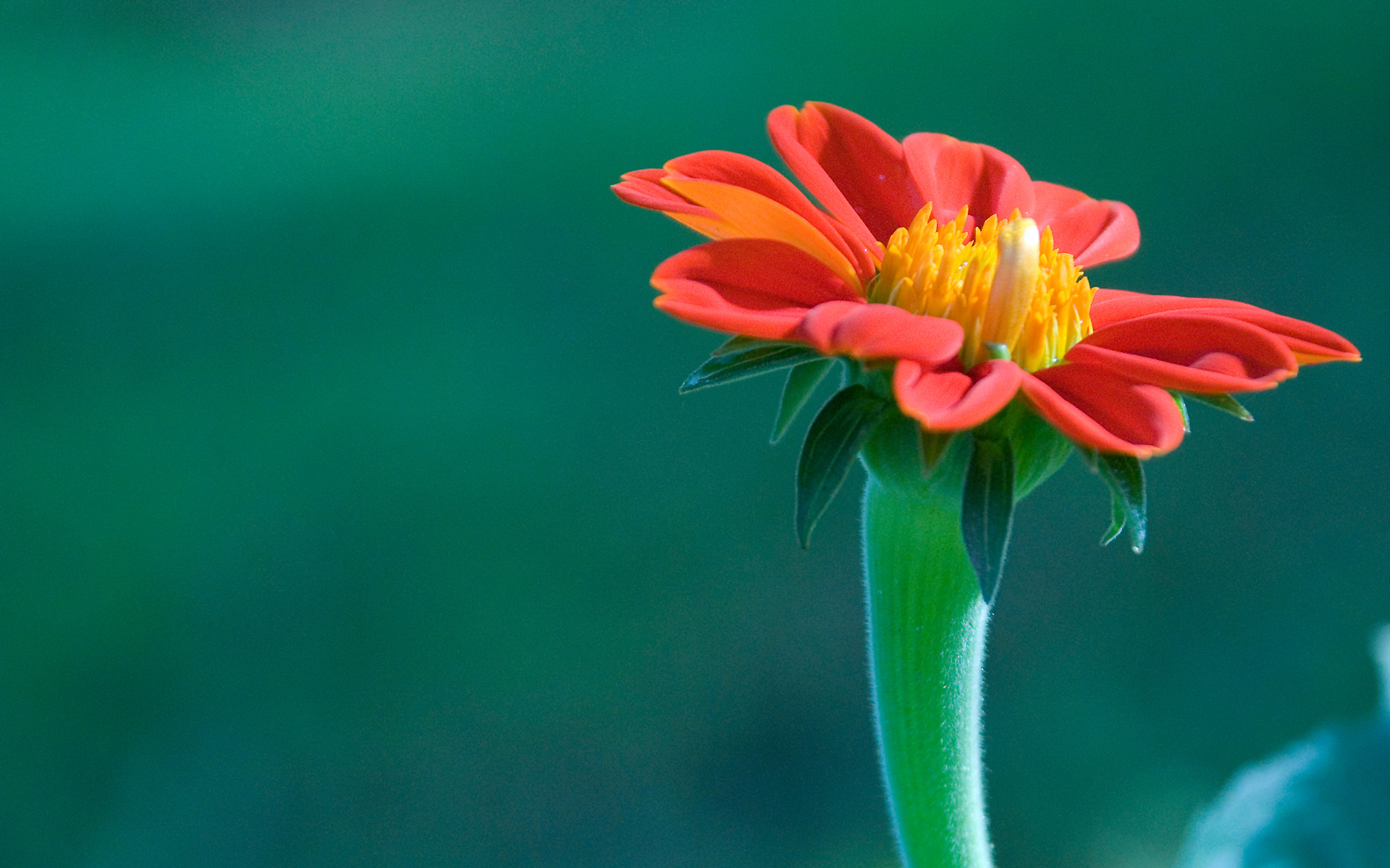 Wallpapers flower red stem on the desktop