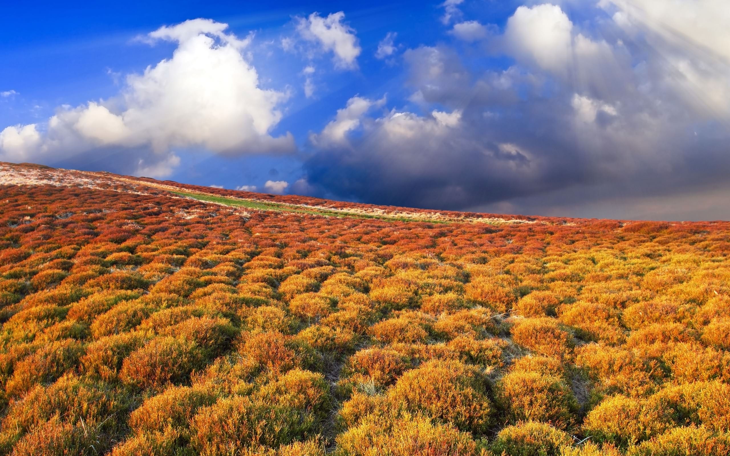 Wallpapers grass road nature on the desktop