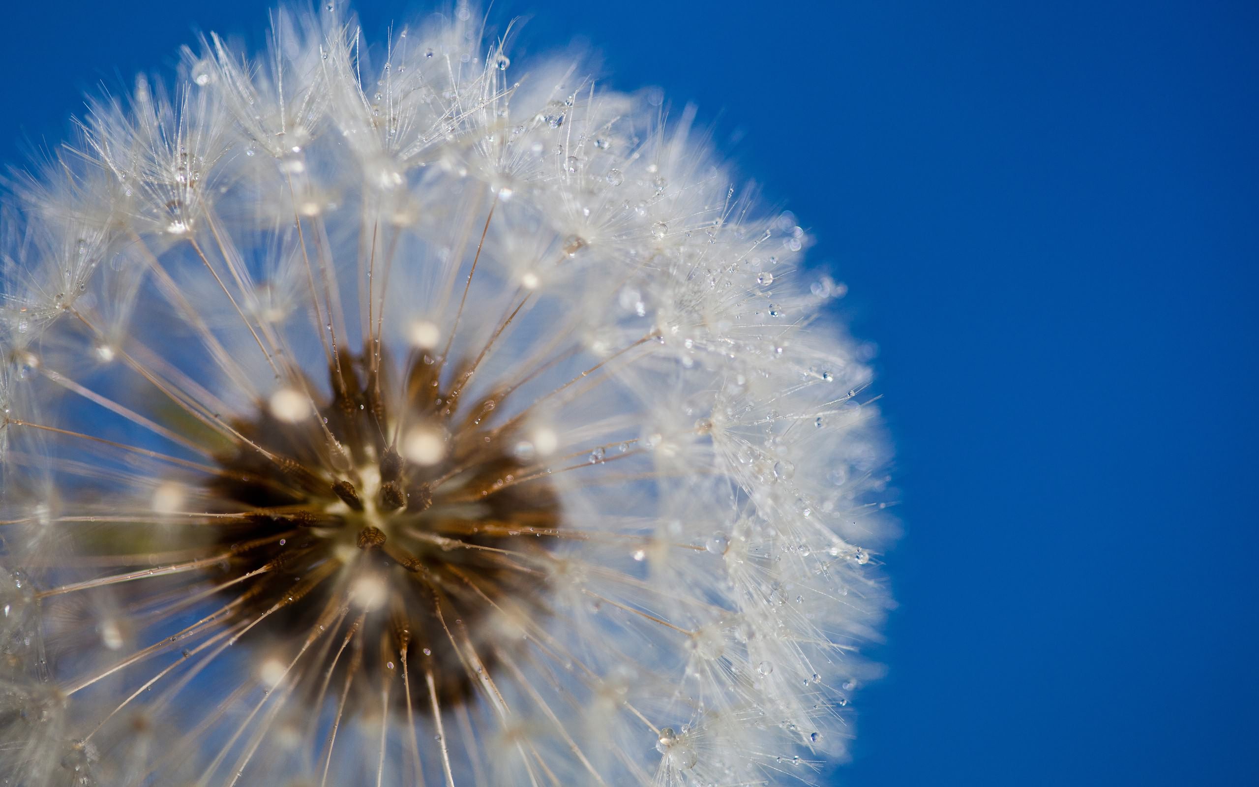 Wallpapers dandelion seeds drops on the desktop