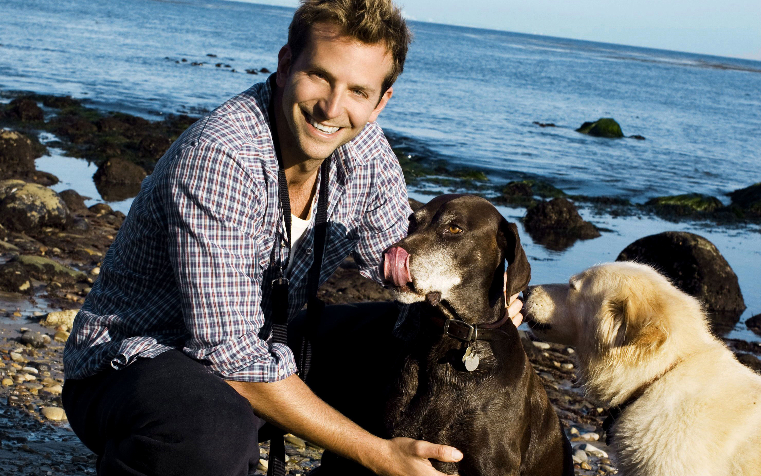 Wallpapers bradley cooper dogs puppies on the desktop