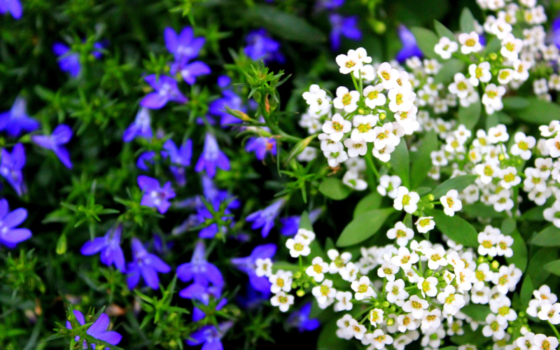 Wallpapers flowers garden flowerbed on the desktop