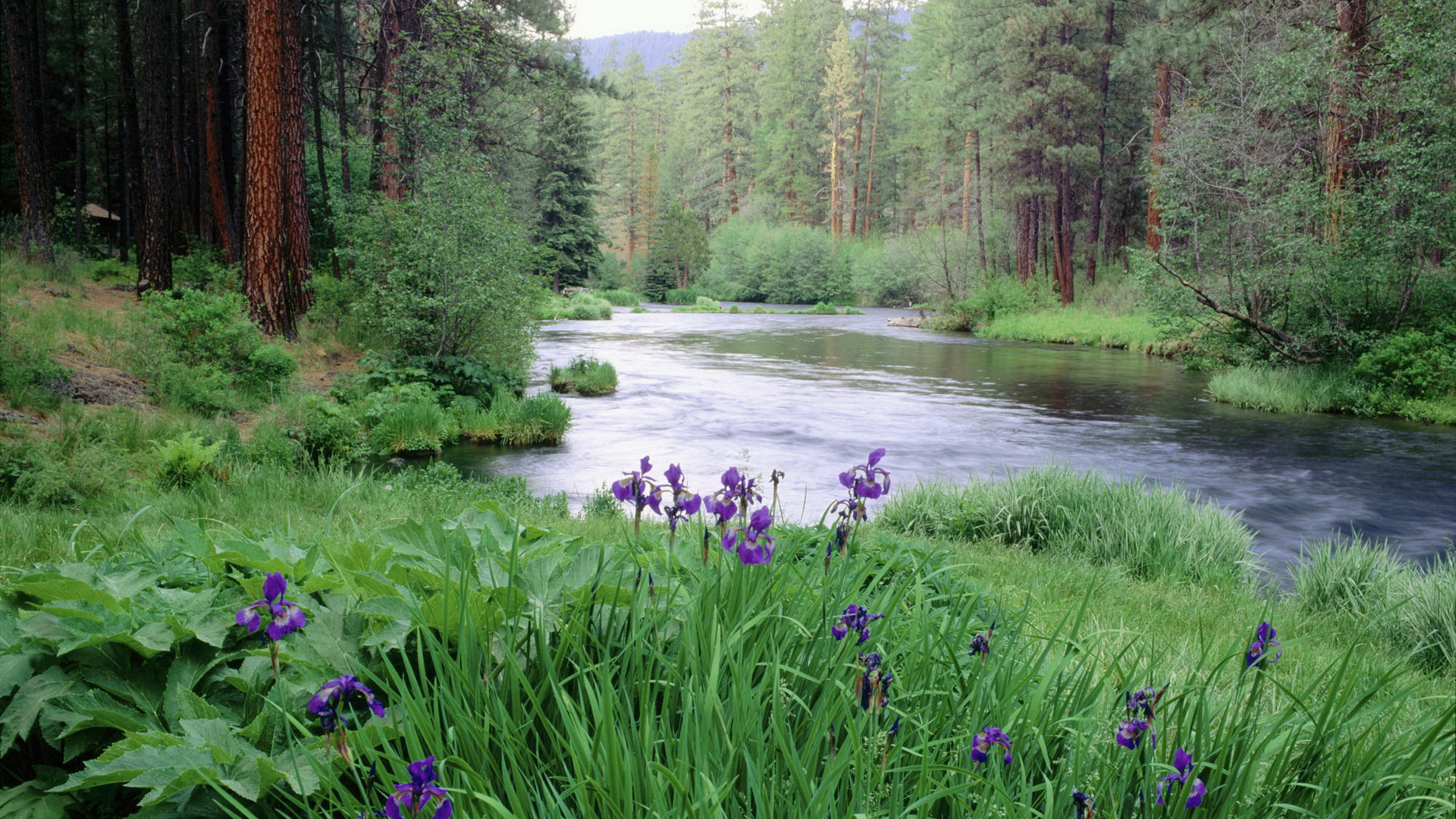 从开满紫色花朵的草坪上眺望河流