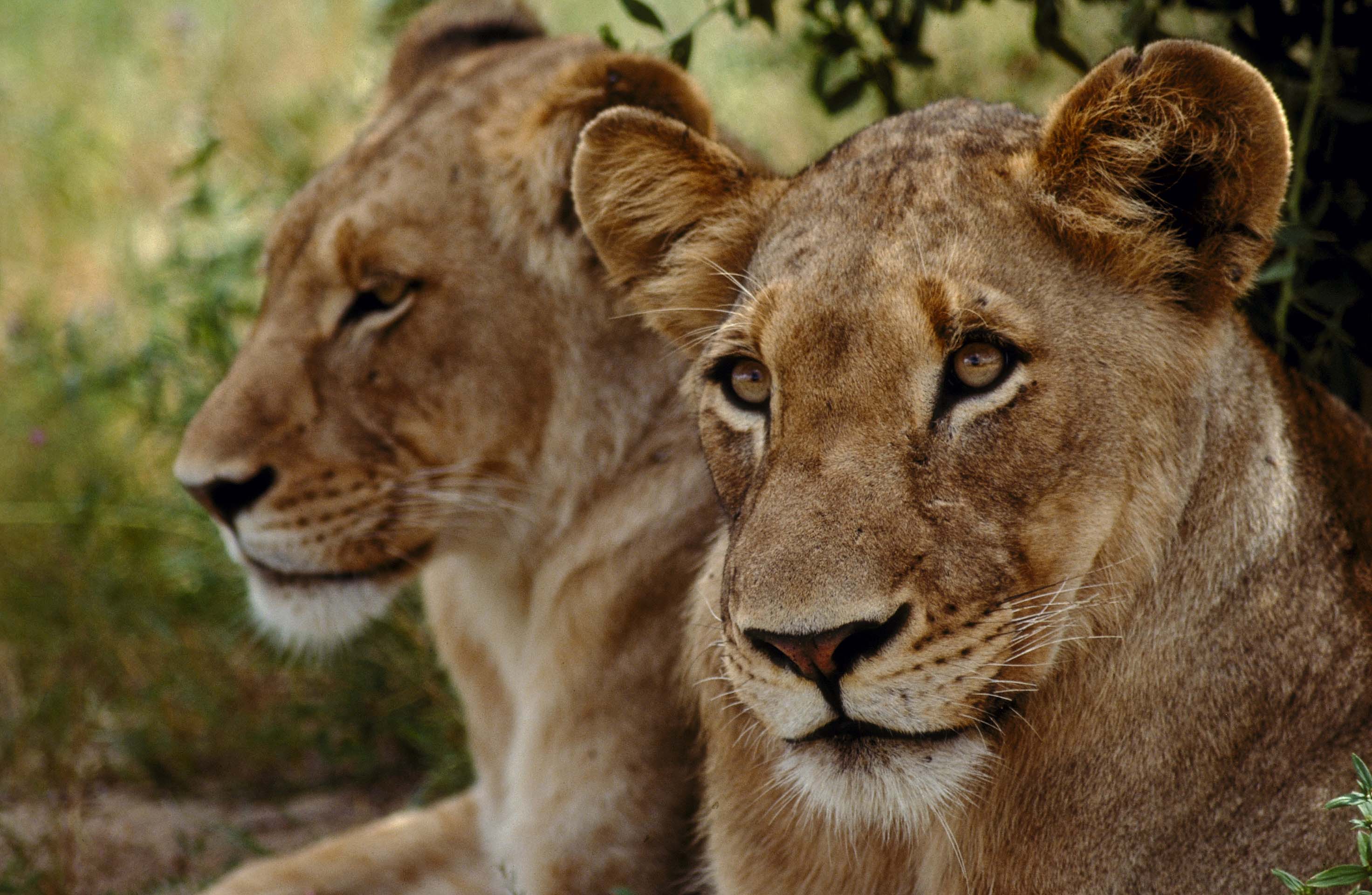 Wallpapers lioness two relax on the desktop