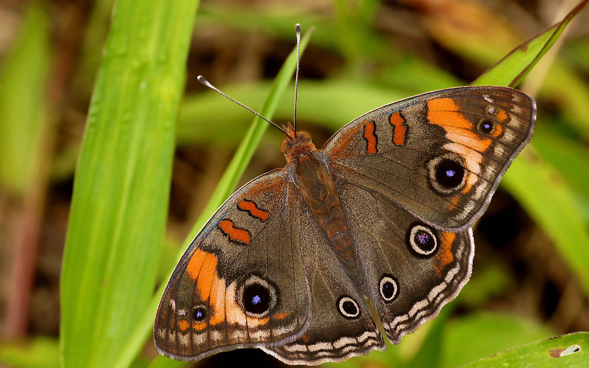 Wallpapers butterfly wings patterns on the desktop