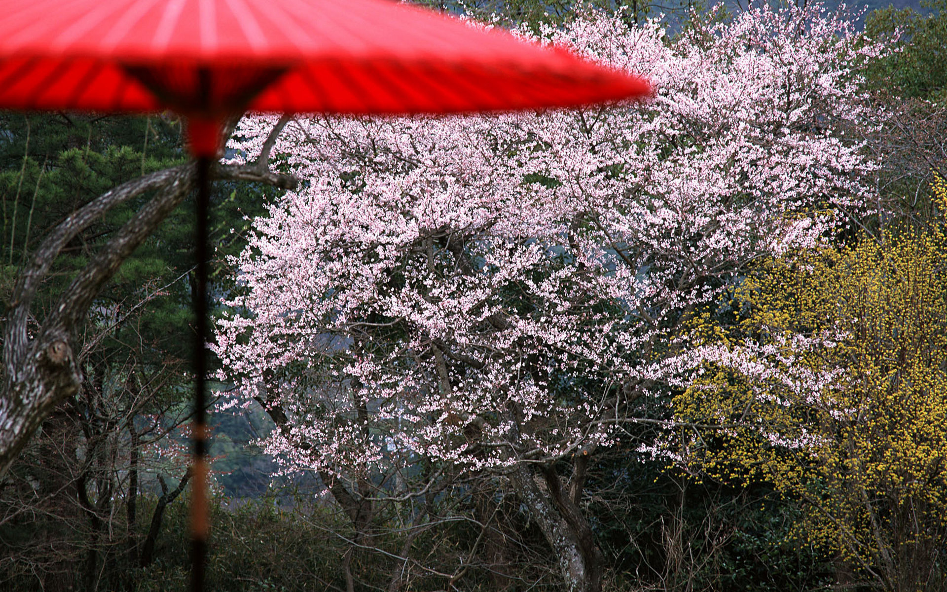 Wallpapers bushes trees flowers on the desktop