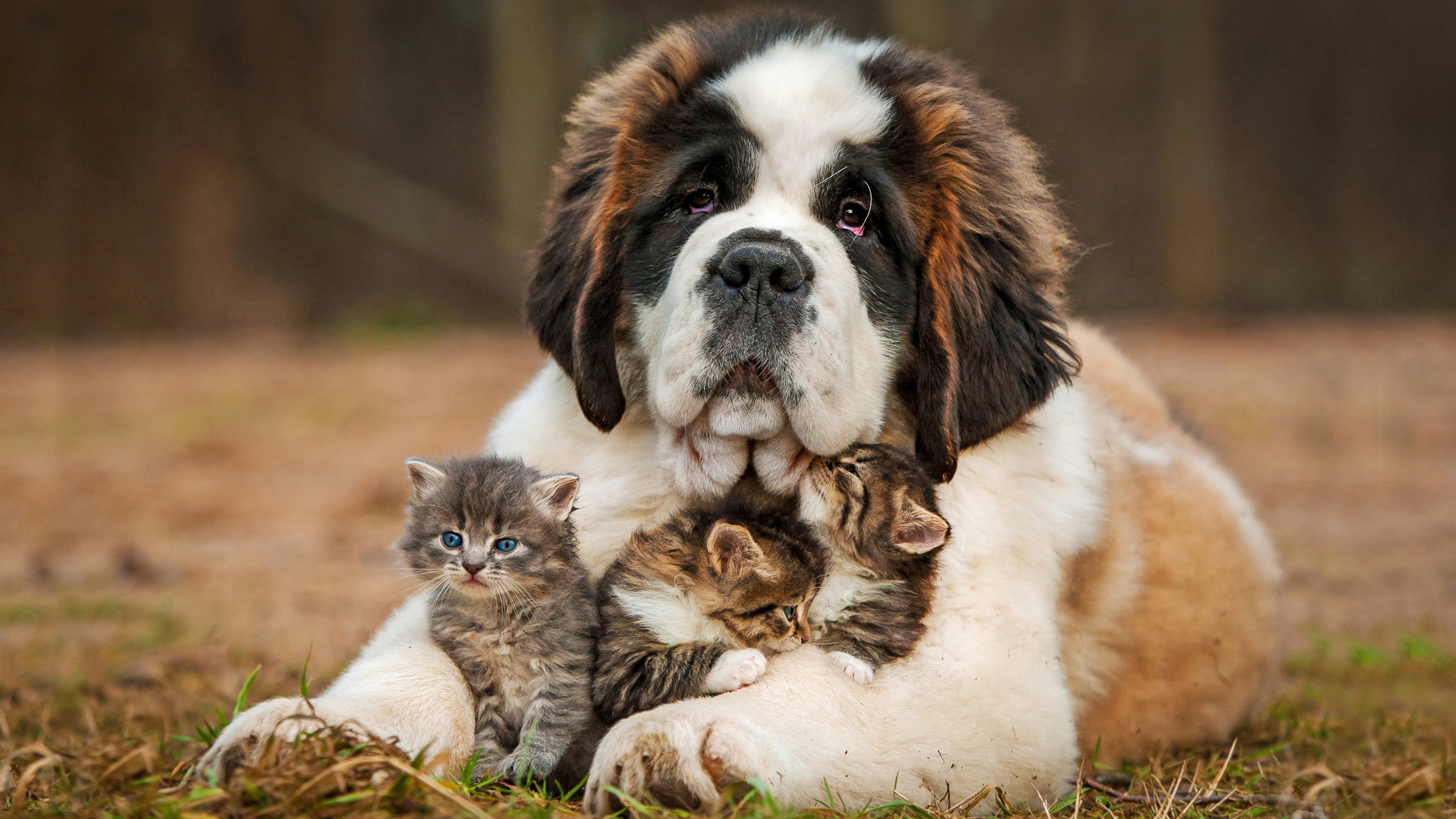 Wallpapers dog St Bernard nanny on the desktop