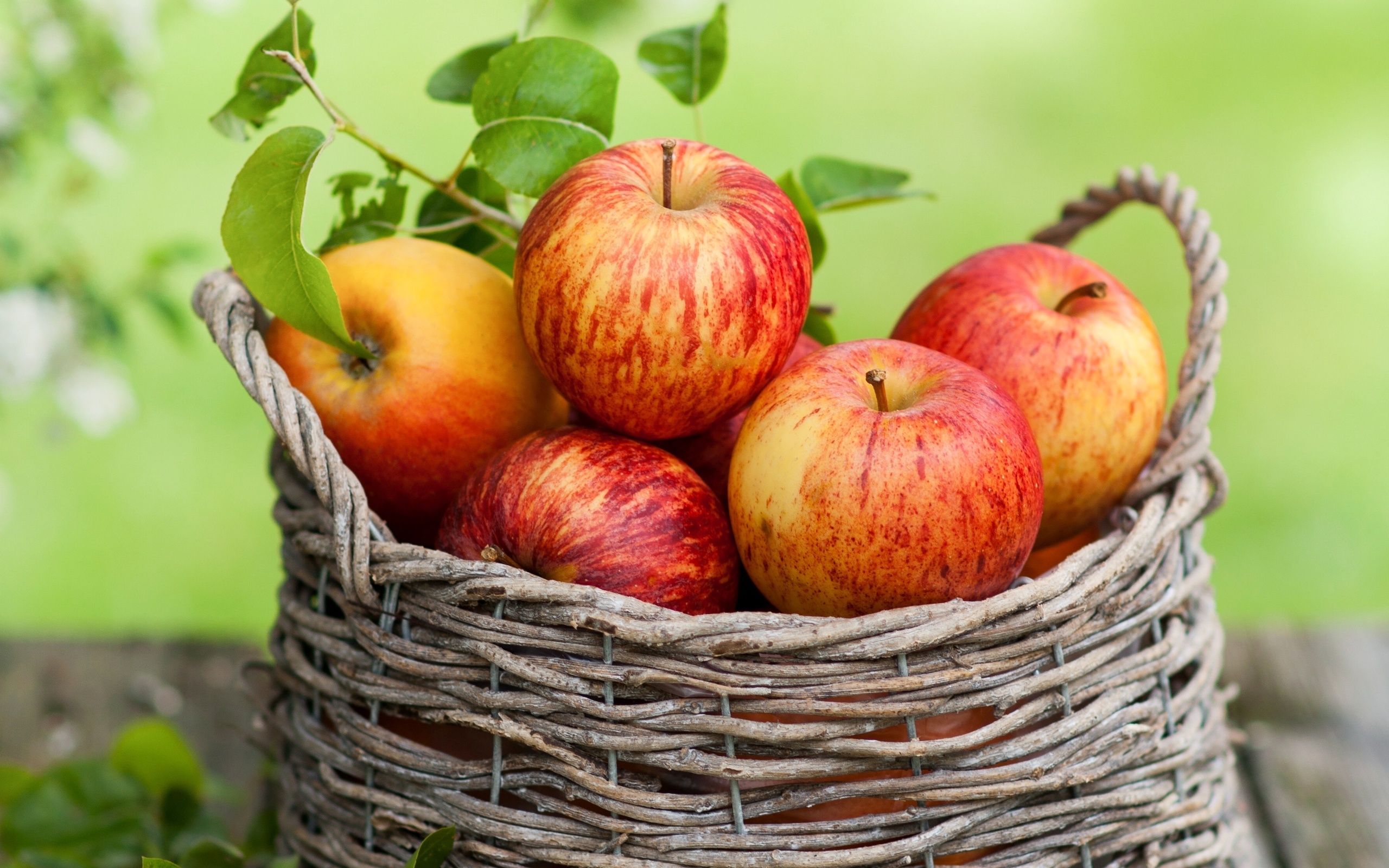 Wallpapers apples basket harvest on the desktop