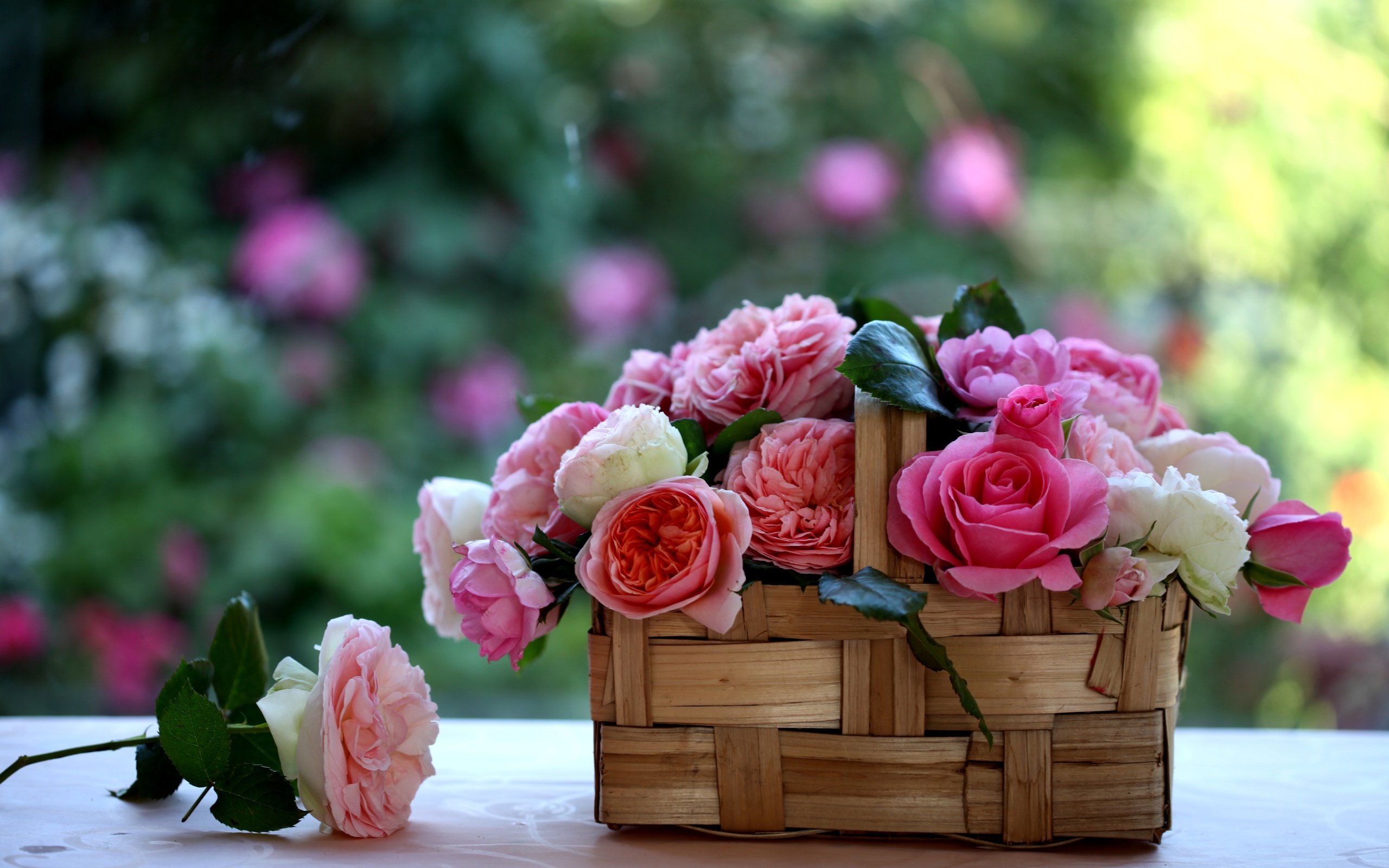 Wallpapers peonies karzinka flowers on the desktop