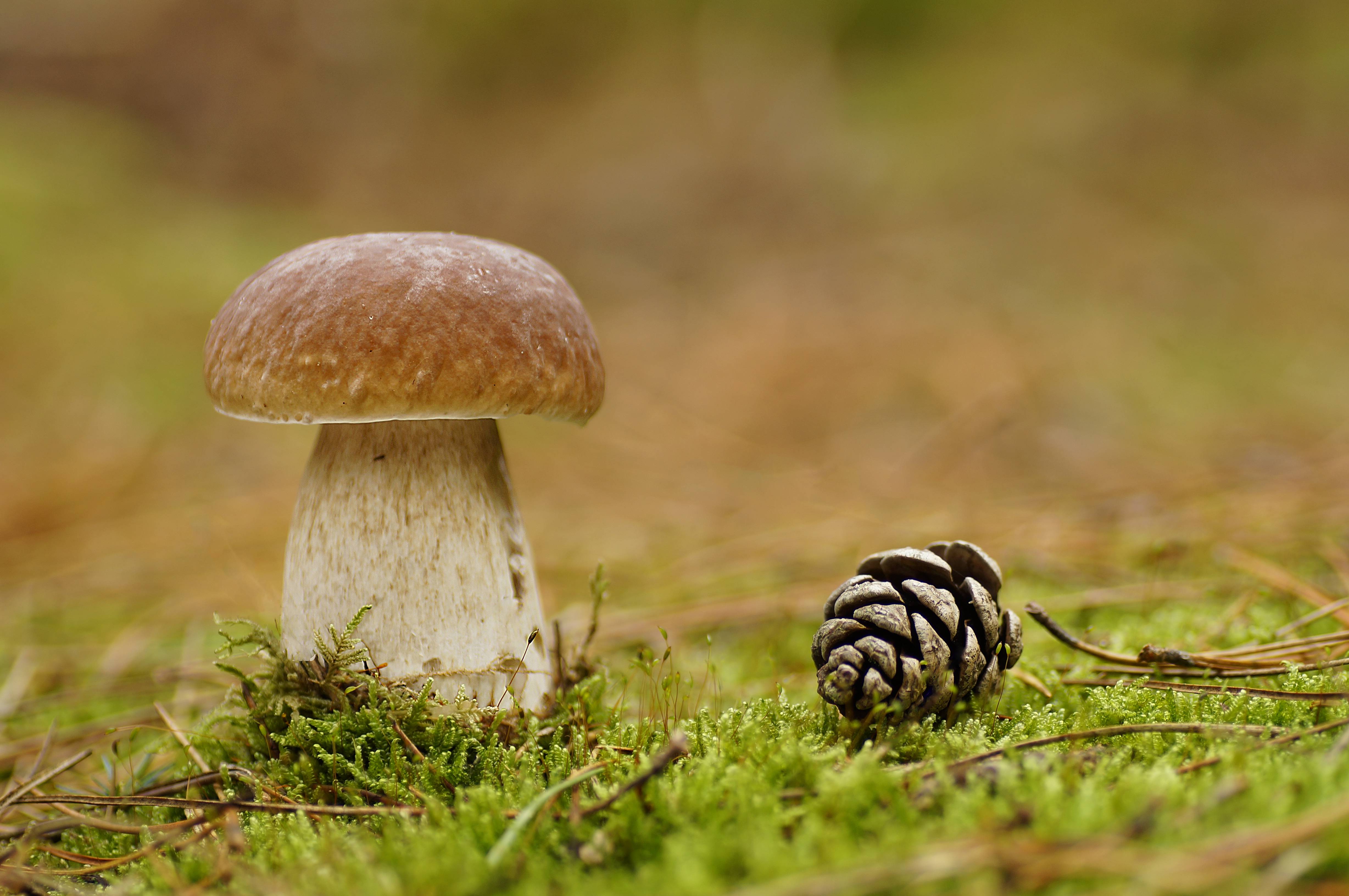 Wallpapers mushroom white macro on the desktop