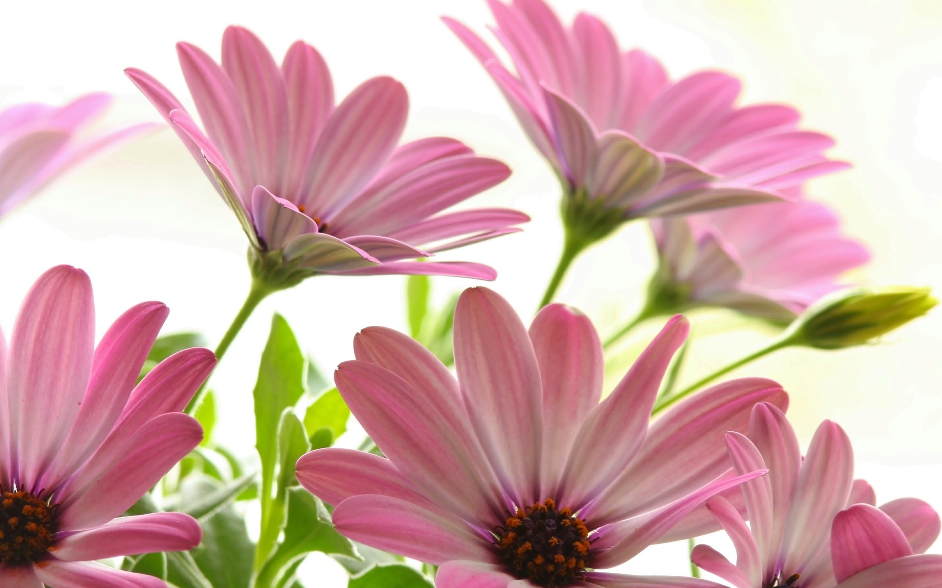 Wallpapers petals pink leaves on the desktop