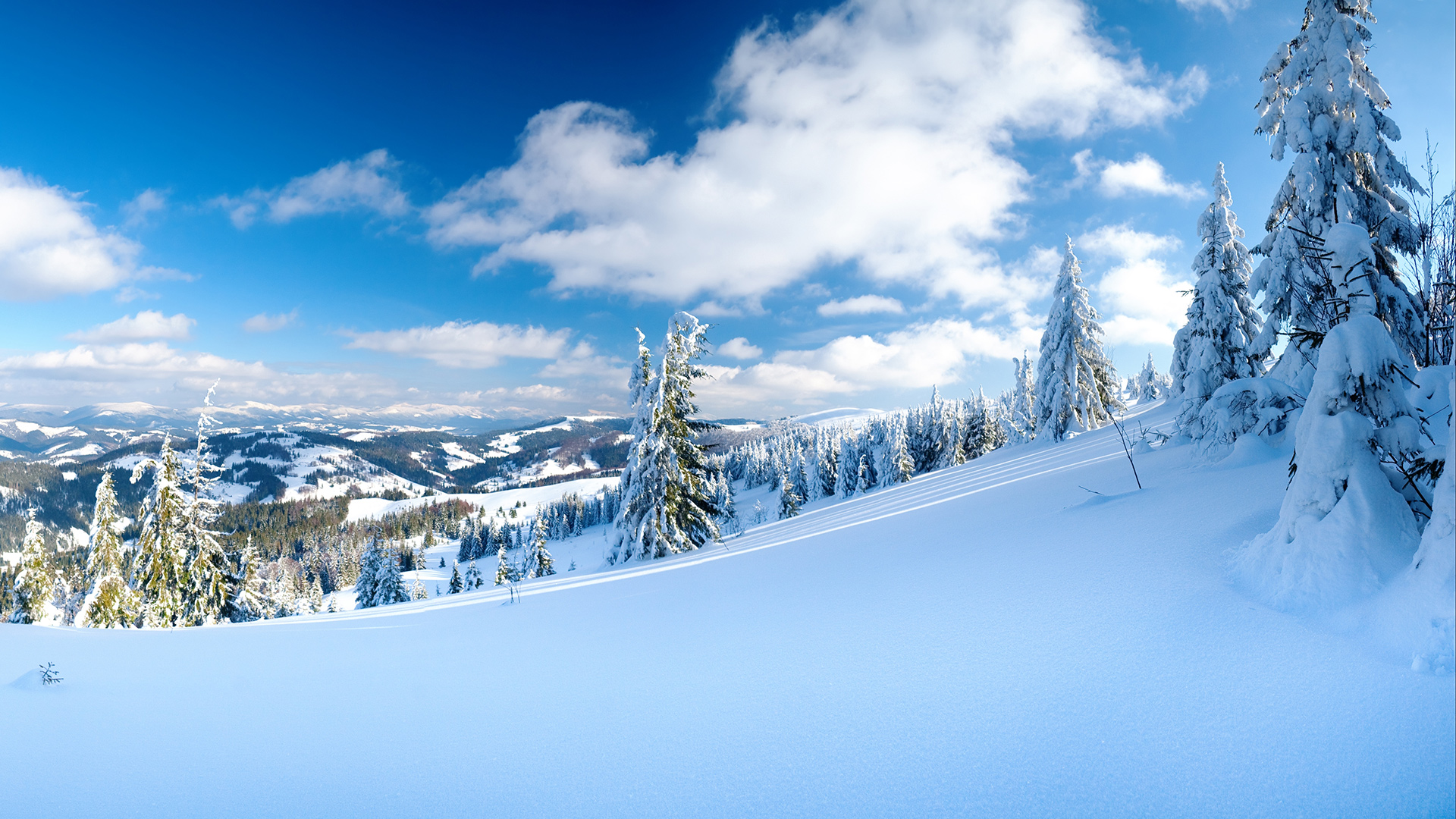 Wallpapers snow descent trees on the desktop