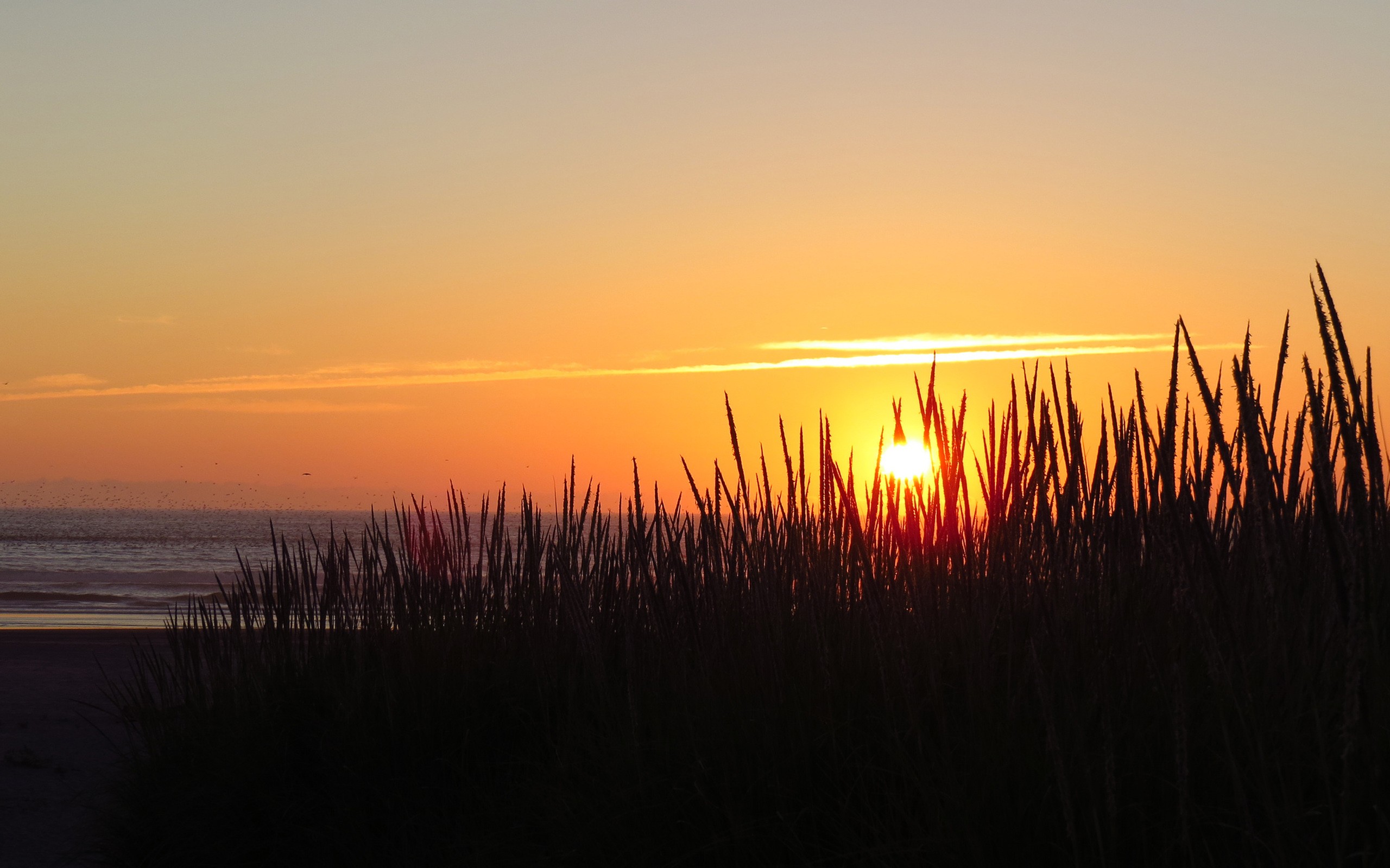 Wallpapers sunset sand grass on the desktop