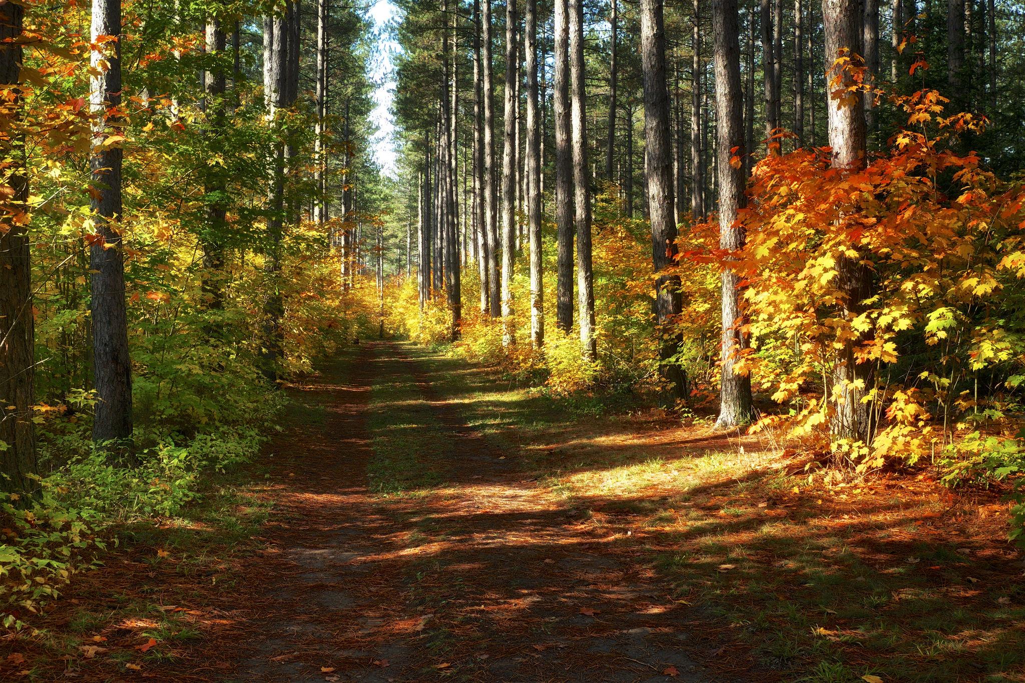 Wallpapers road autumn village road on the desktop