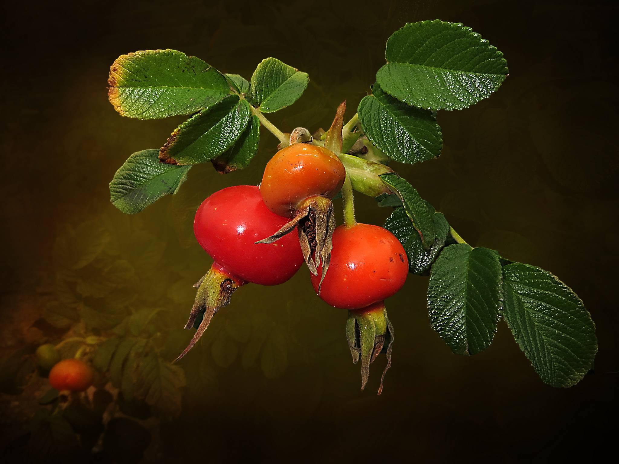 Wallpapers branch dog rose macro on the desktop