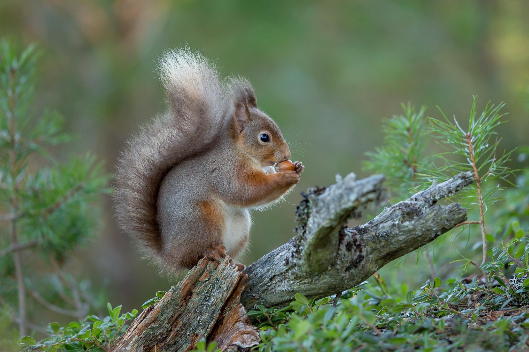 Free photo Free genus of rodents of the squirrel family, the squirrel is a beautiful wallpaper for desk